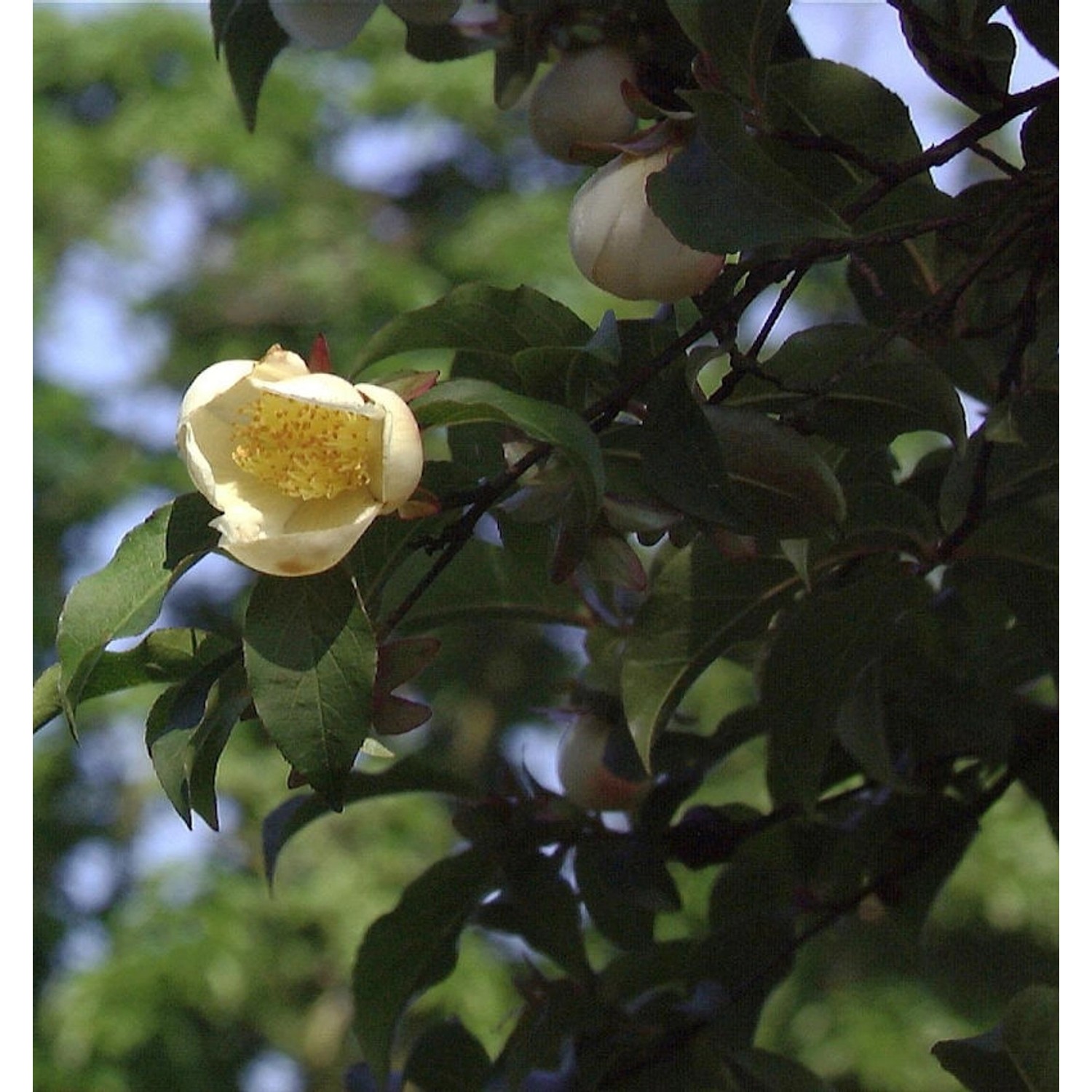 Japanische Scheinkamelie 100-125cm - Stewartia pseudocamellia günstig online kaufen