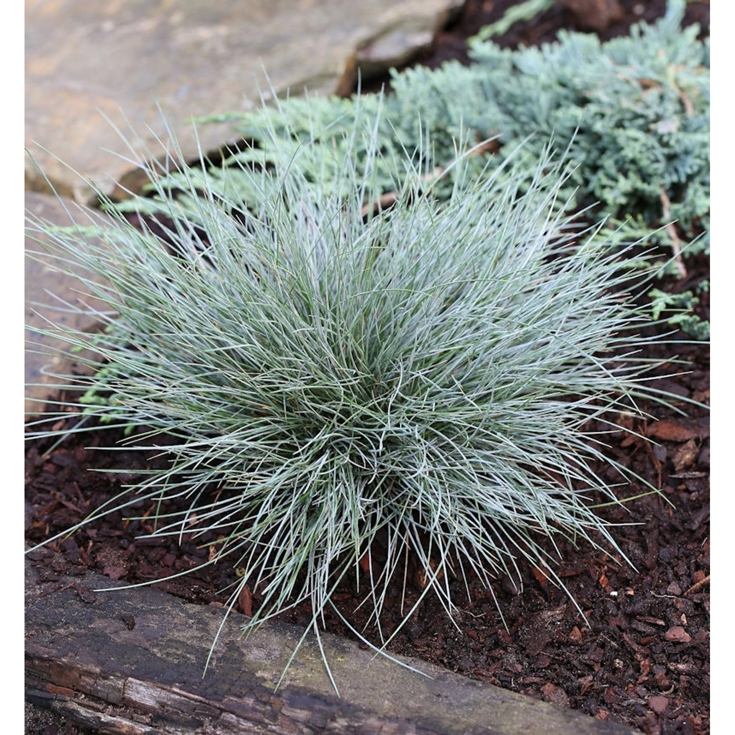 Blauschwingel Elijah Blue - großer Topf - Festuca cinerea günstig online kaufen