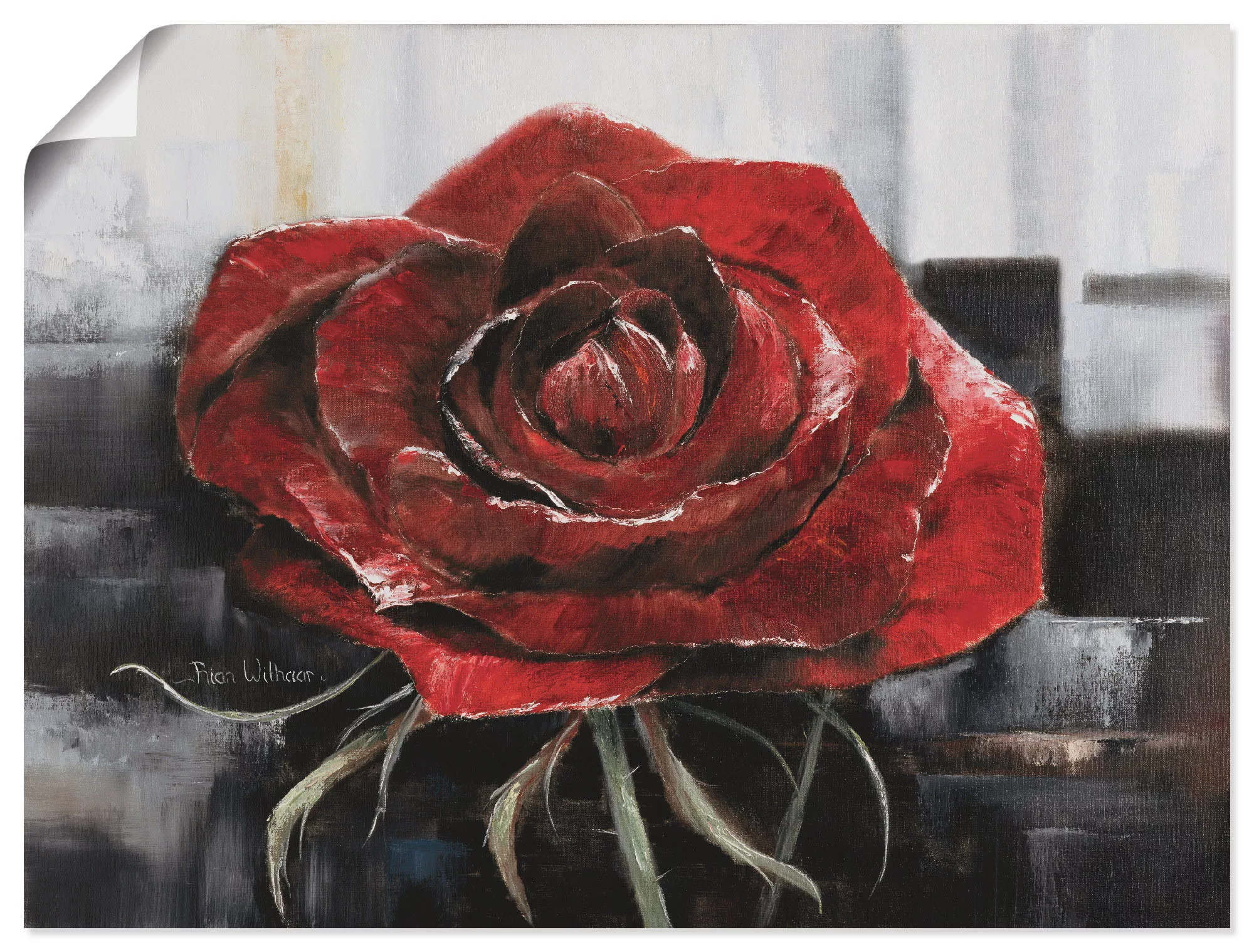 Artland Wandbild "Blühende rote Rose", Blumen, (1 St.), als Leinwandbild, P günstig online kaufen