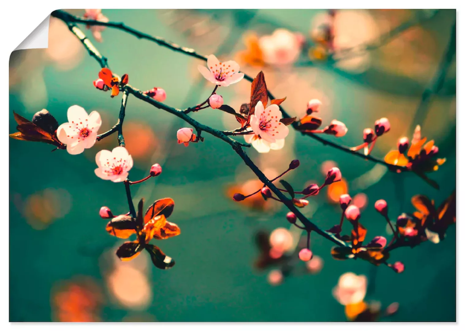 Artland Wandbild »Japanische Kirsch Sakura Blumen«, Blumen, (1 St.) günstig online kaufen