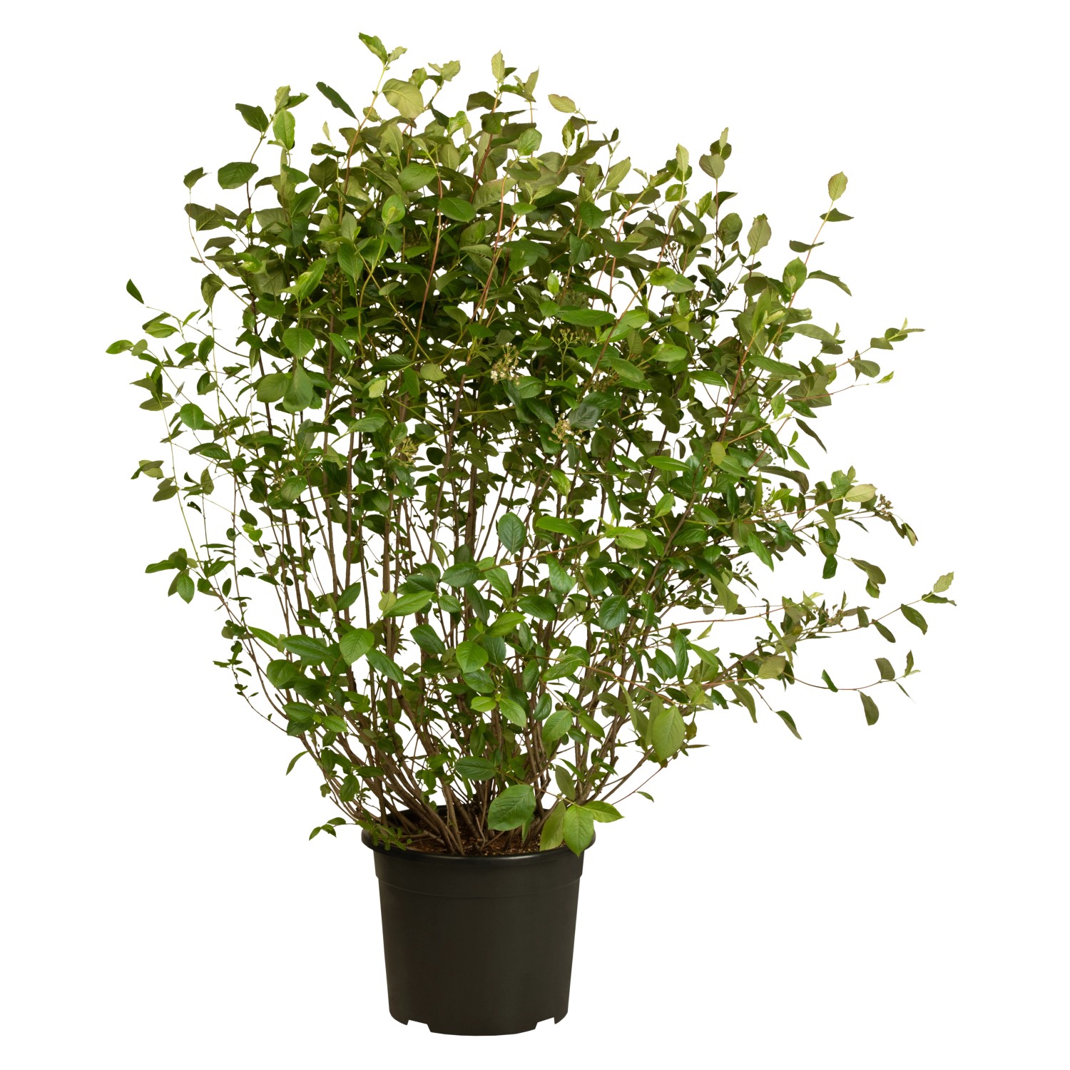 Apfelbeere Schwarz Höhe ca. 40 - 60 cm Topf ca. 3 l Aronia melanocarpa günstig online kaufen