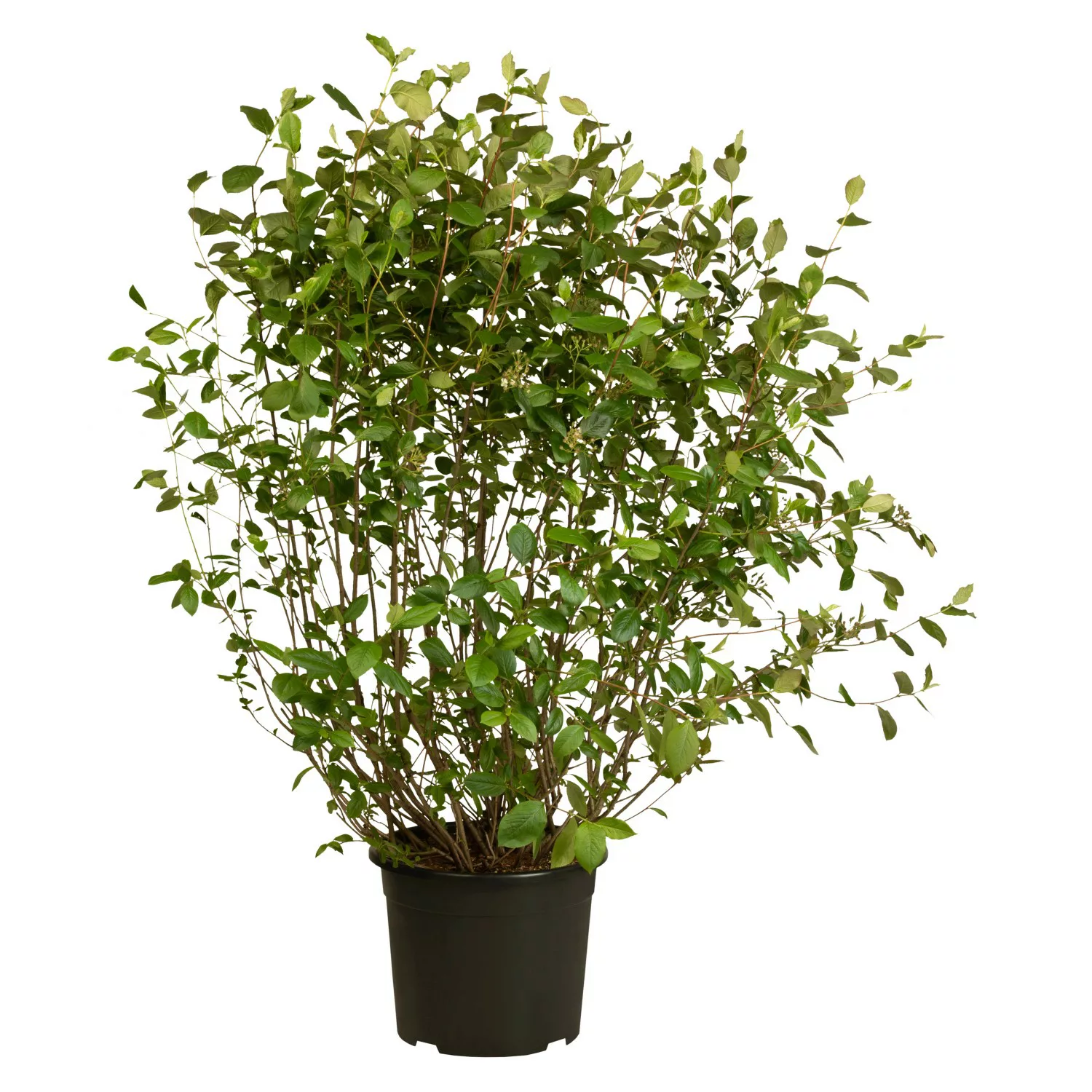 Apfelbeere Schwarz Höhe ca. 40 - 60 cm Topf ca. 3 l Aronia melanocarpa günstig online kaufen