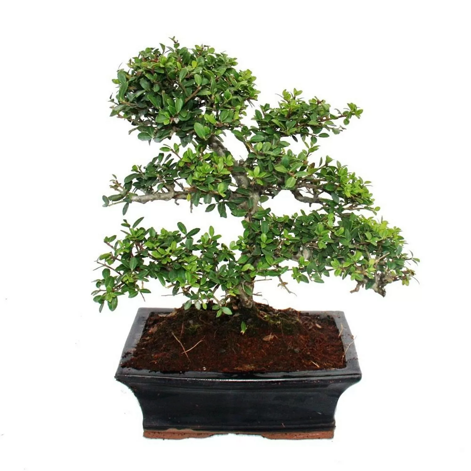 Exotenherz Bonsai Ilex Crenata Japanische Stechpalme ca. 9 Jahre günstig online kaufen