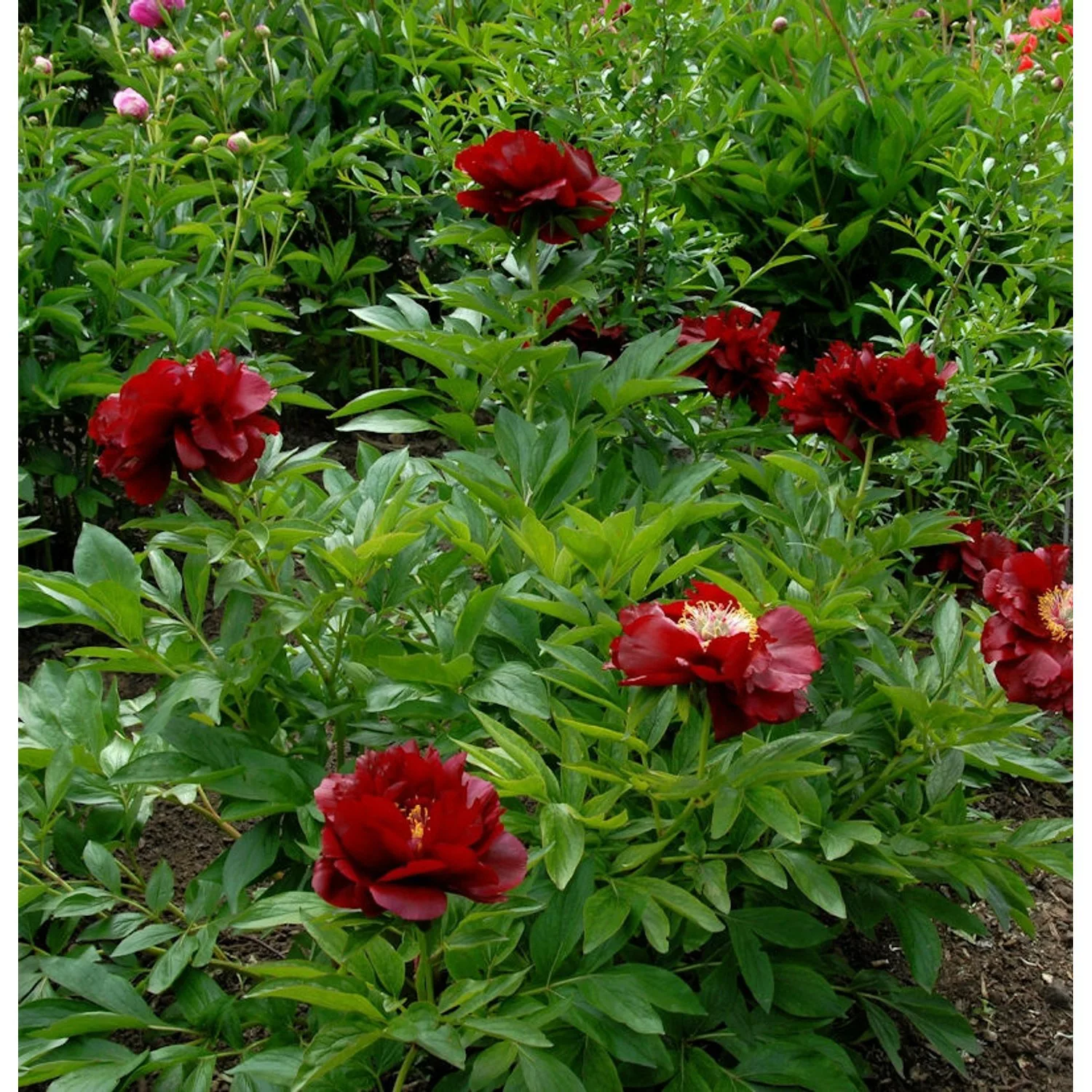 Strauchpfingstrose Shima Dajin - Paeonia suffruticosa günstig online kaufen