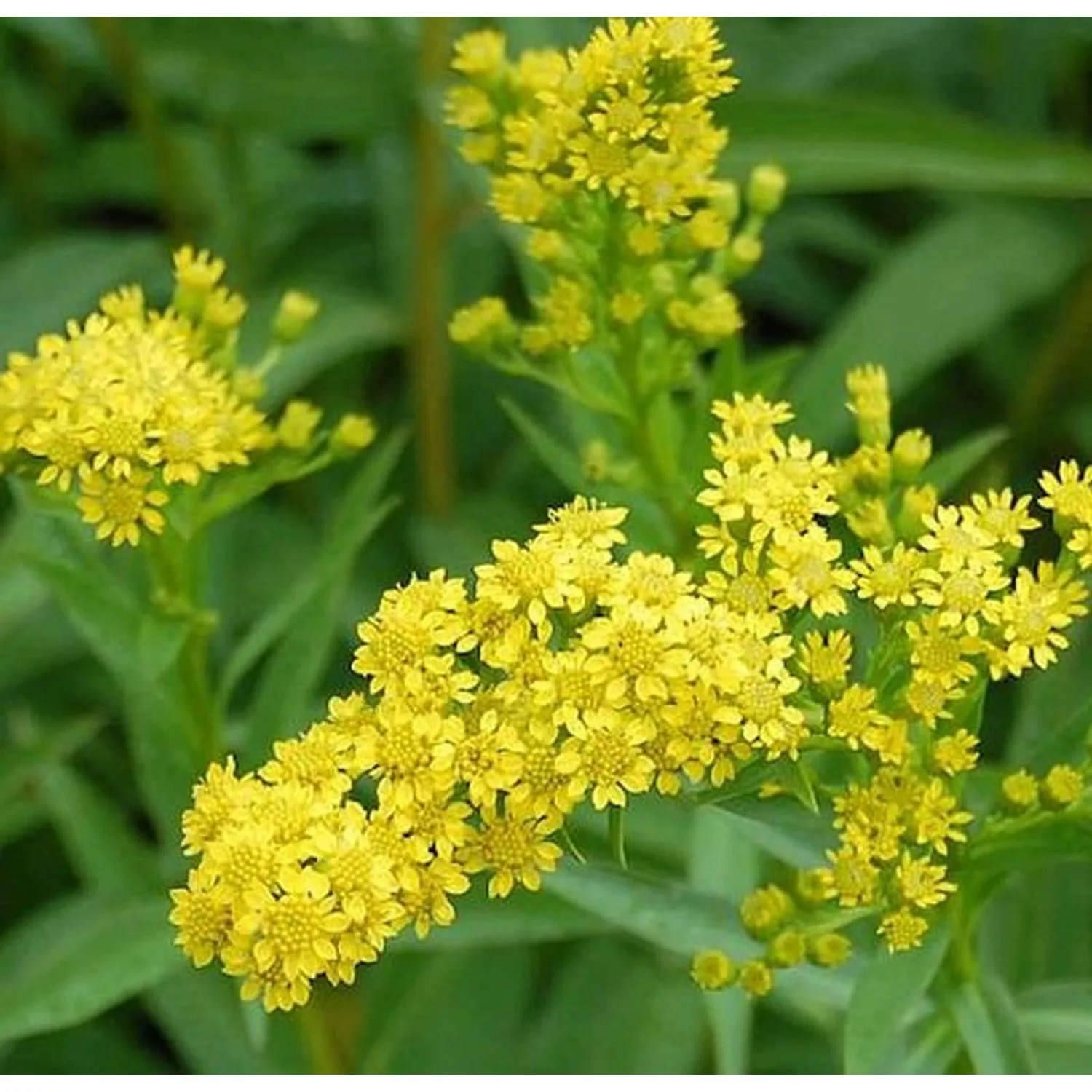 Goldrute Goldene Wellen - Solidago sempervirens günstig online kaufen