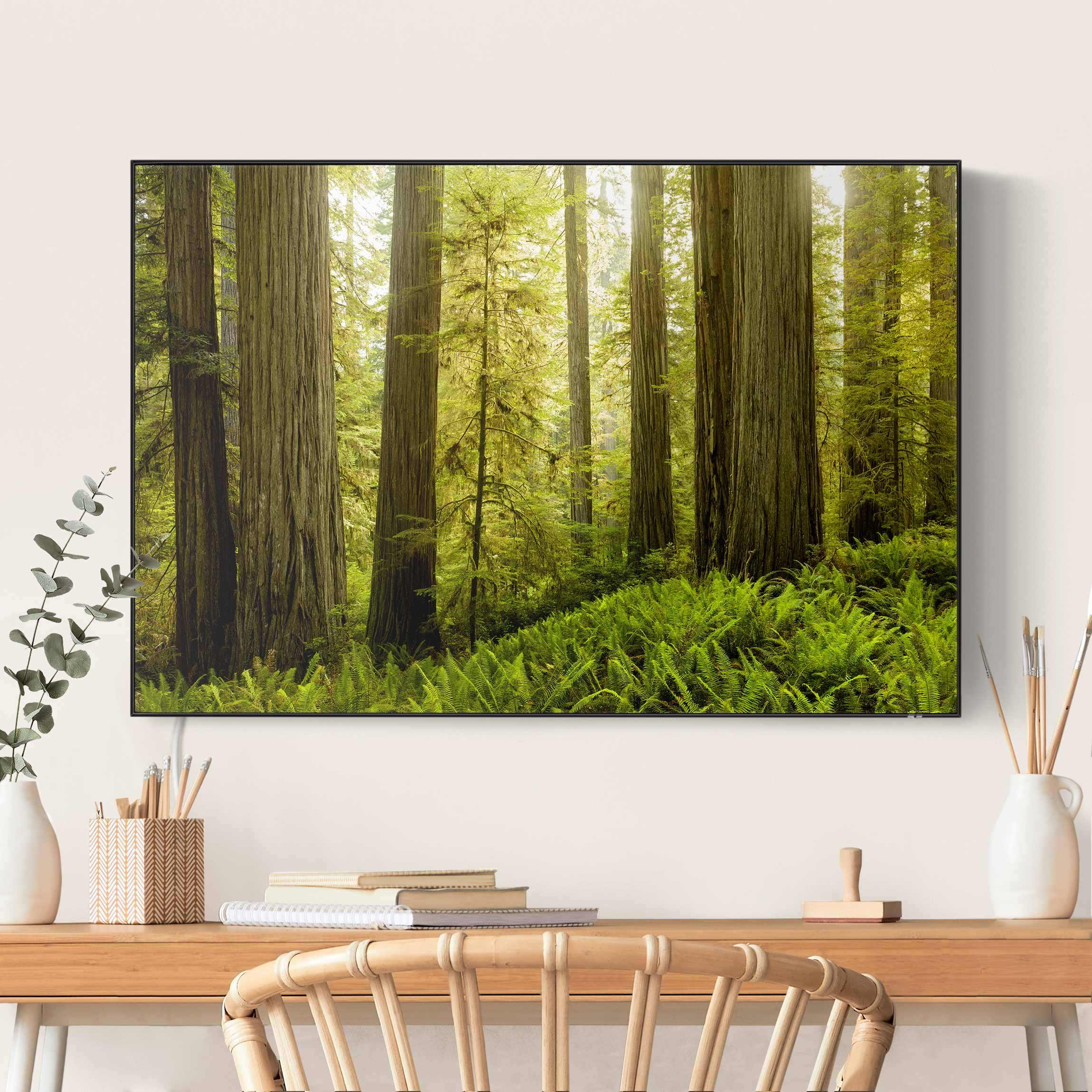 LED-Wechselbild Redwood State Park Waldblick günstig online kaufen