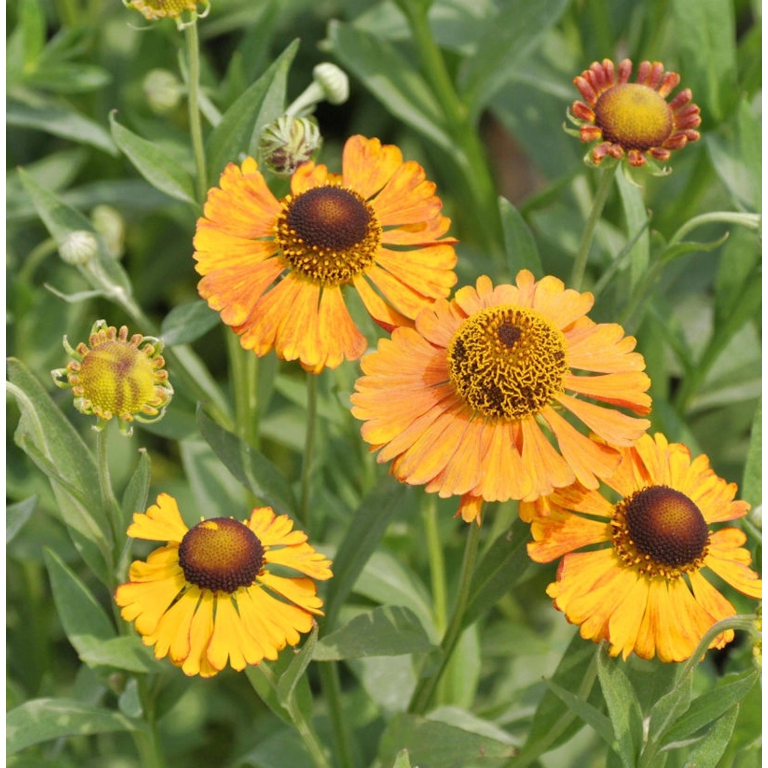 Sonnenbraut Zimbelstern - Helenium günstig online kaufen