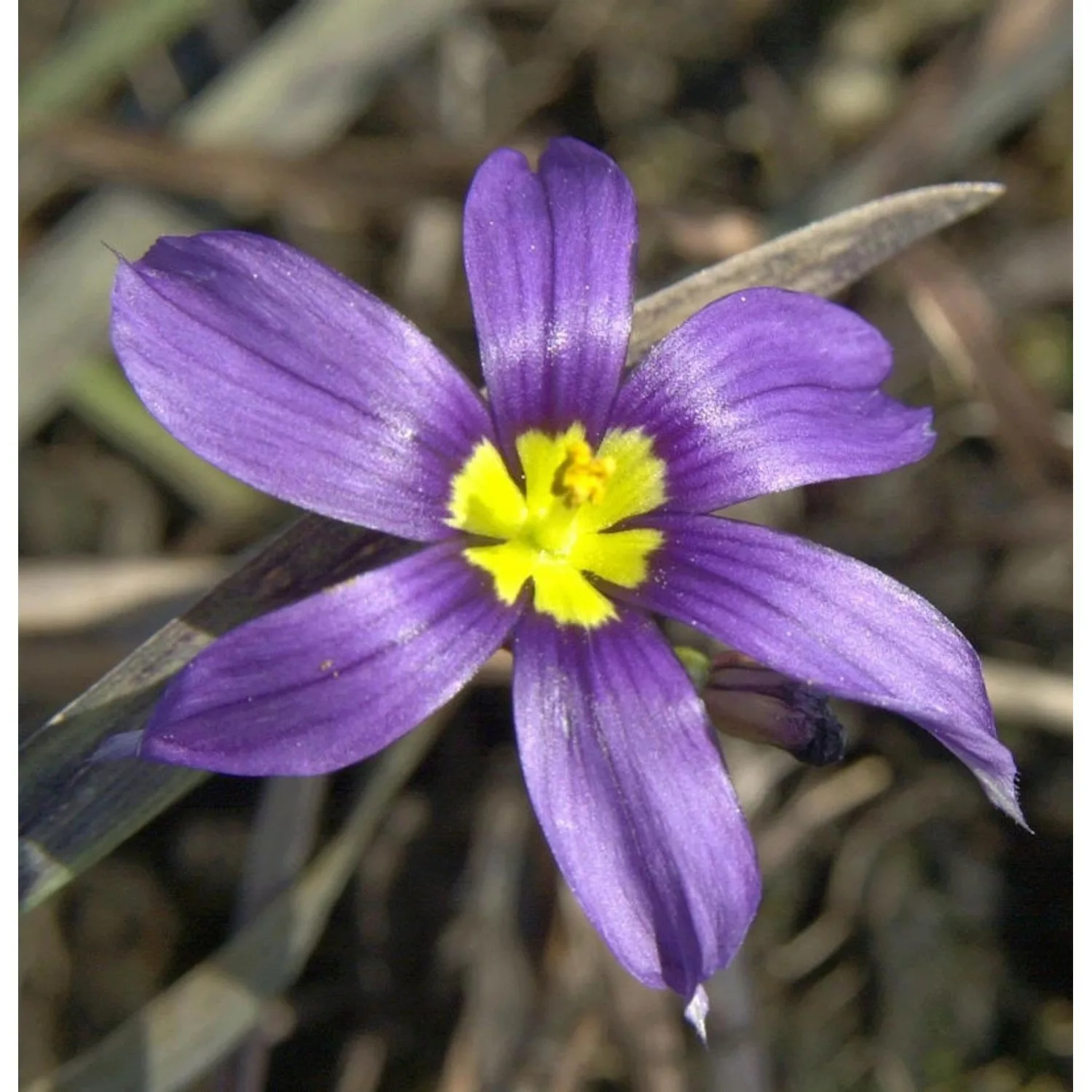 Blaue Binsenlilie - Sisyrinchium angustifolium günstig online kaufen