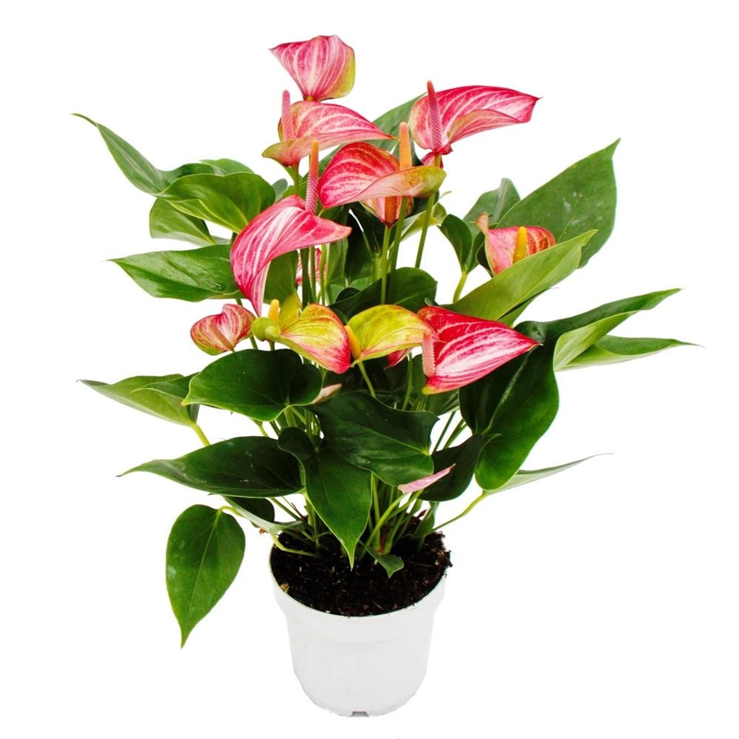 Exotenherz Flamingoblume Anthurium Andreanum Anthurie 14cm Topf Mehrfarbig günstig online kaufen