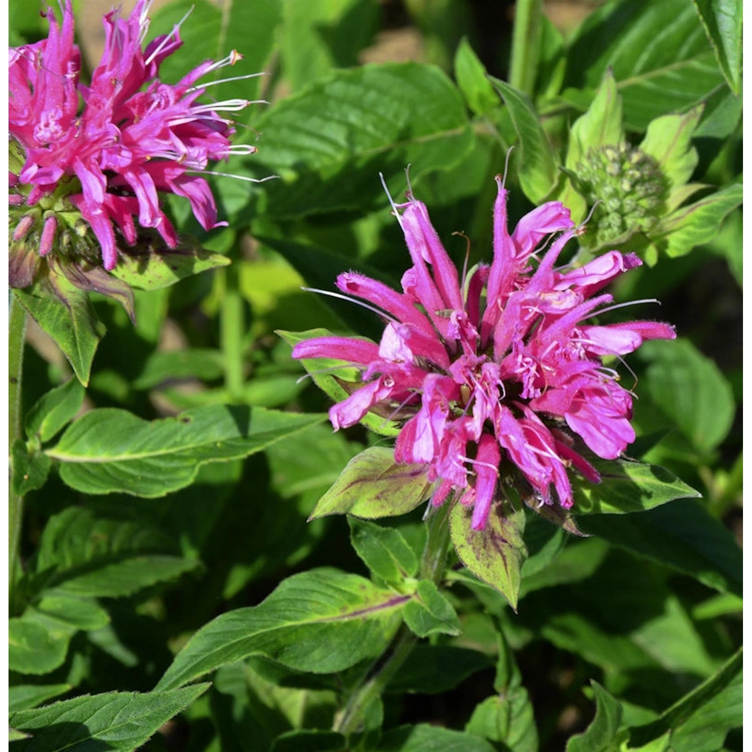 Indianernessel Gewitterwolke - Monarda fistulosa günstig online kaufen