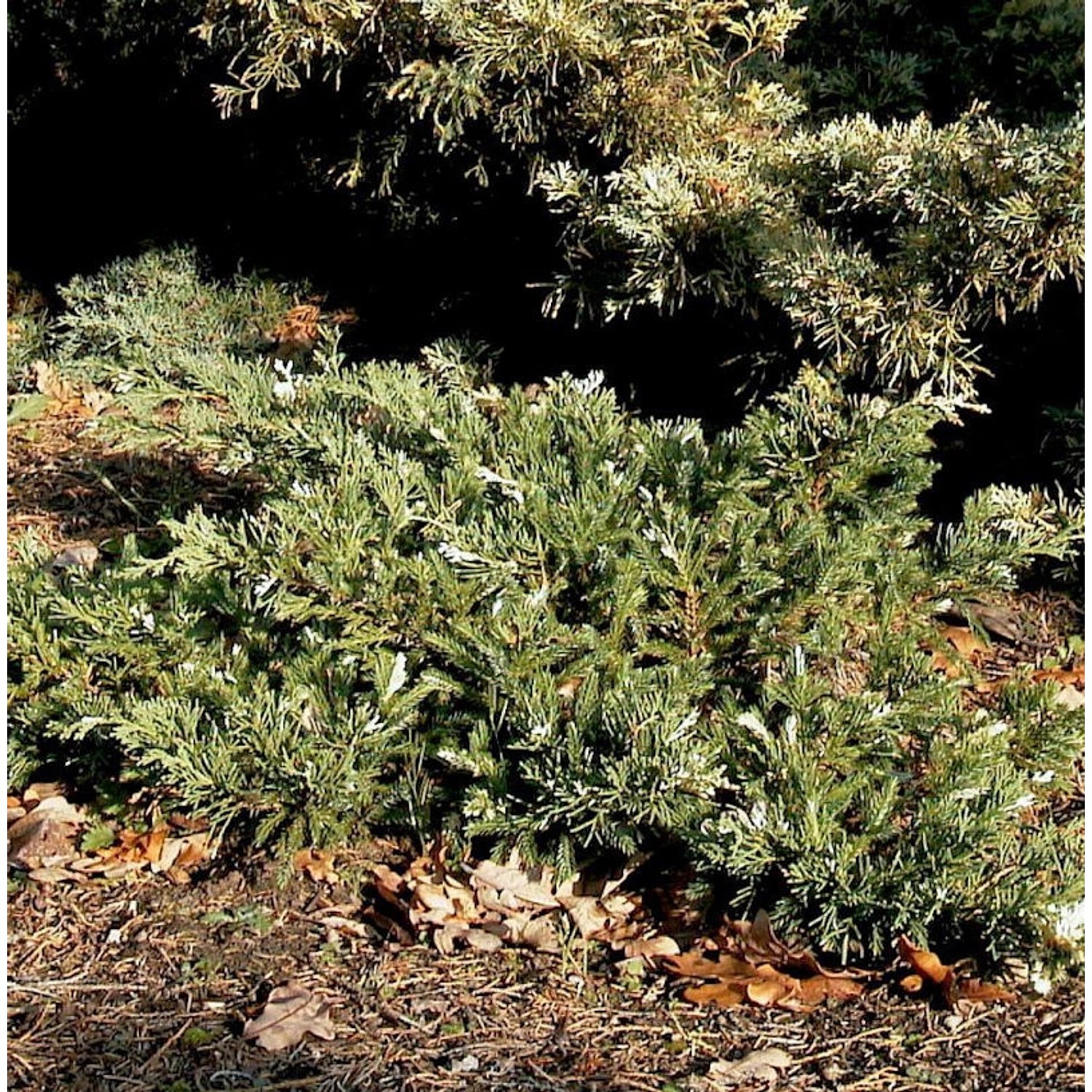 Teppichwacholder Compacta 10-15cm - Juniperus horizontalis günstig online kaufen