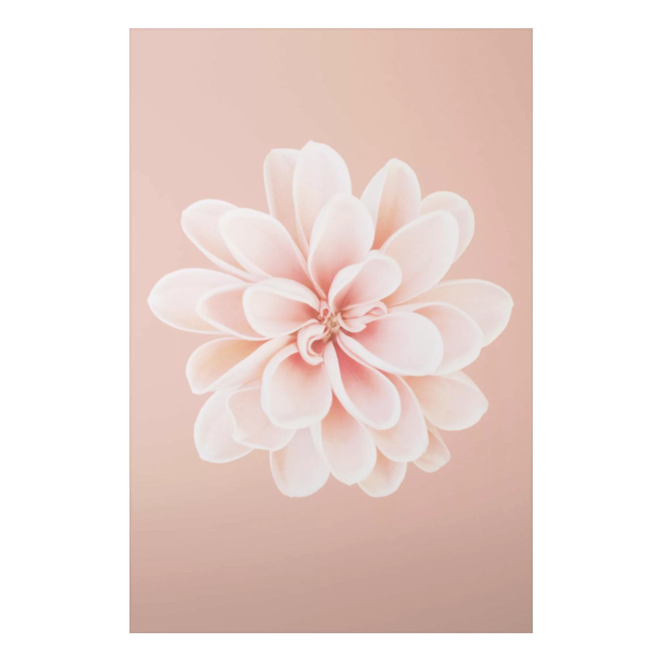 Alu-Dibond Bild Dahlie Rosa Pastell Weiß Zentriert günstig online kaufen