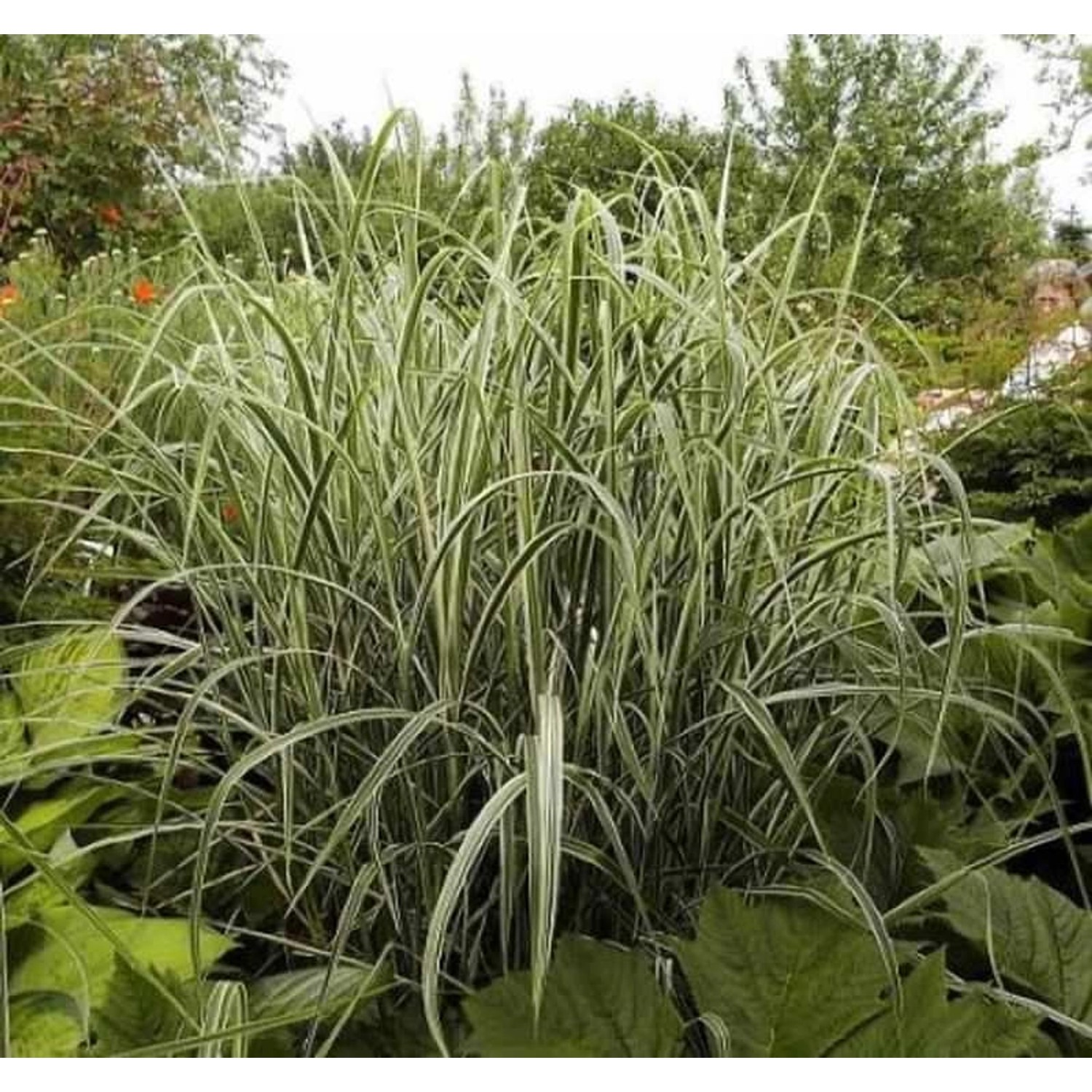 Chinaschilf Variegatus - XXXL Topf - Miscanthus sinensis günstig online kaufen