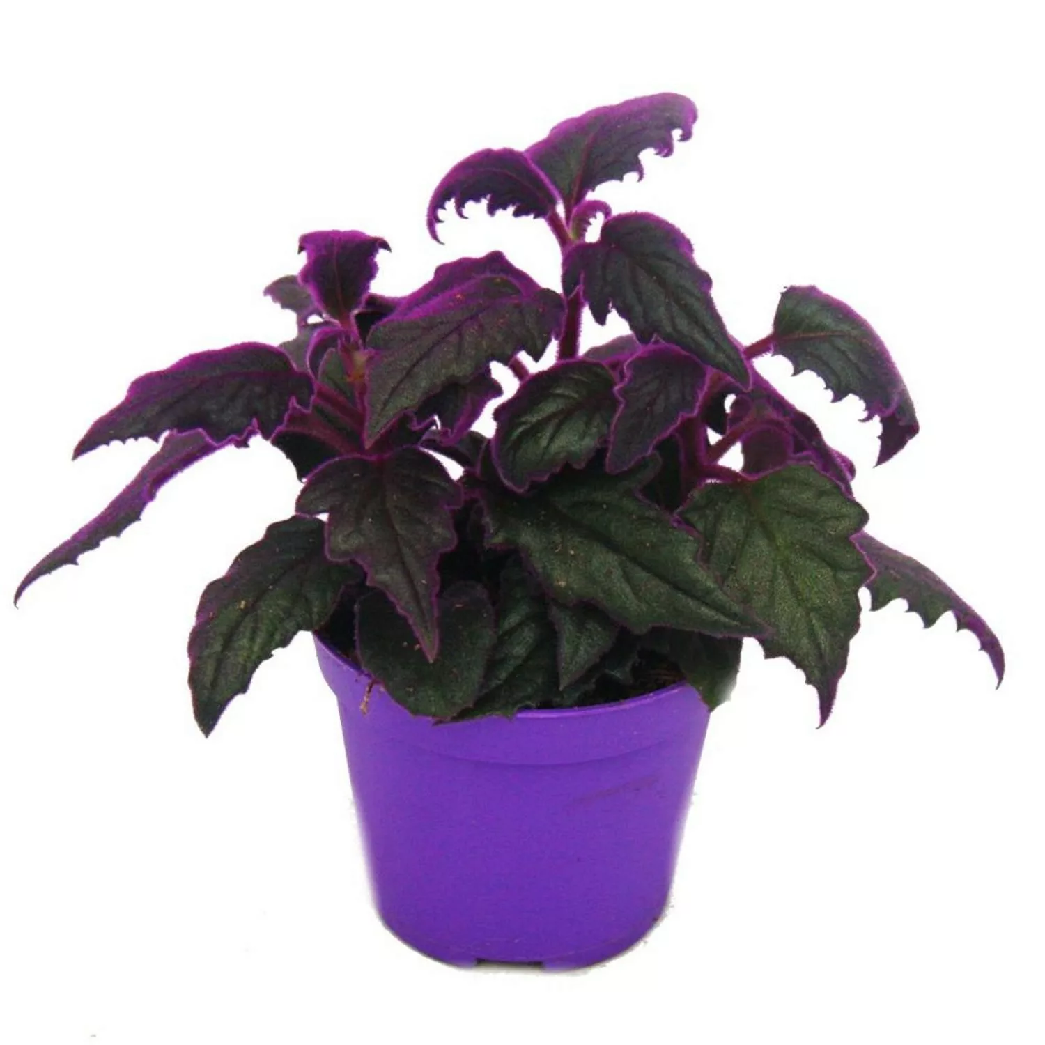 Exotenherz Gynura Purple Passion Samtblatt Samtnessel Lilafarbene Pflanze 9 günstig online kaufen