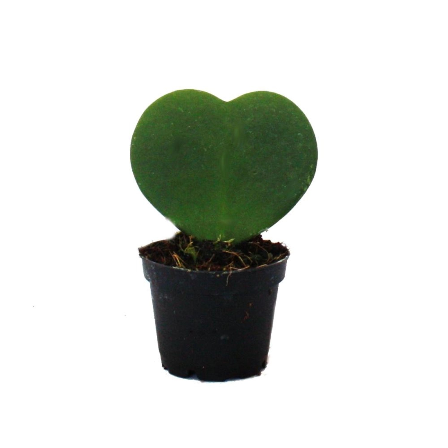 Exotenherz Hoya Kerii Herzblatt-Pflanze Herzpflanze Oder Kleiner Liebling i günstig online kaufen