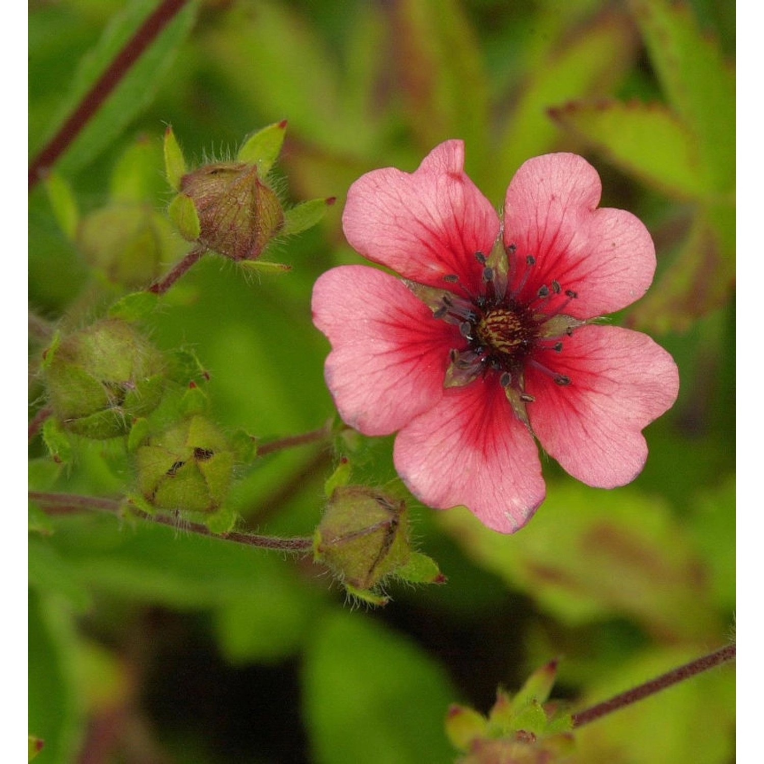 Fingerkraut Miss Willmott - Potentilla nepalensis günstig online kaufen