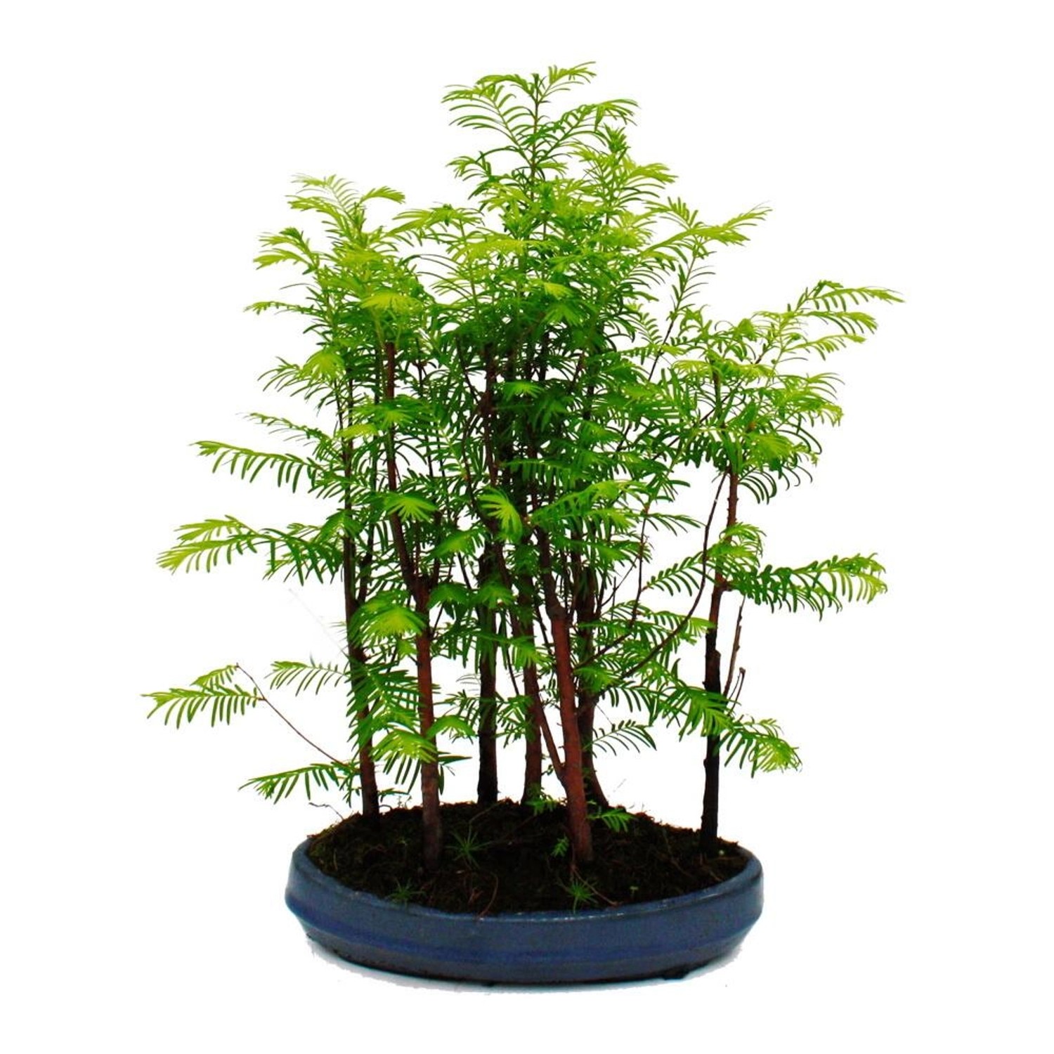 Exotenherz Outdoor-Bonsai Metasequoia Glyptostroboides Kleiner Wald Mit 5 P günstig online kaufen