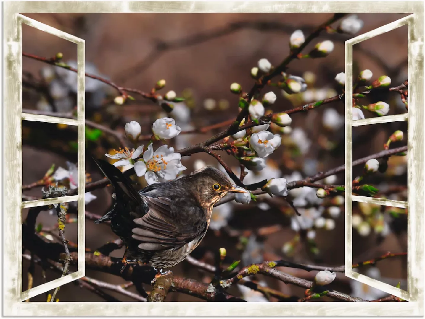 Artland Wandbild "Fensterblick - Kirschblüten mit Amsel", Vögel, (1 St.), a günstig online kaufen