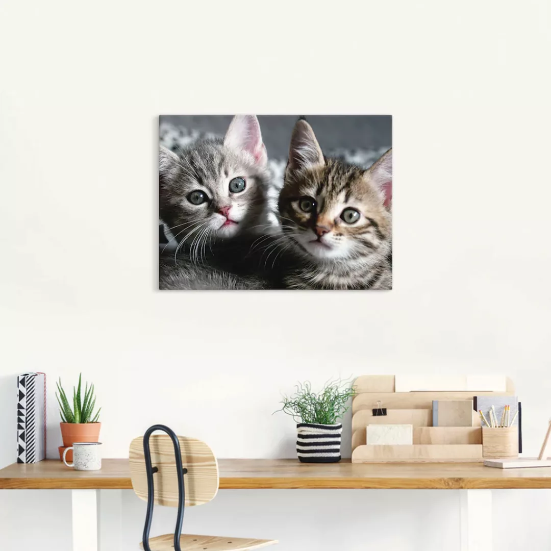 Artland Wandbild "Katze", Haustiere, (1 St.), als Alubild, Outdoorbild, Lei günstig online kaufen