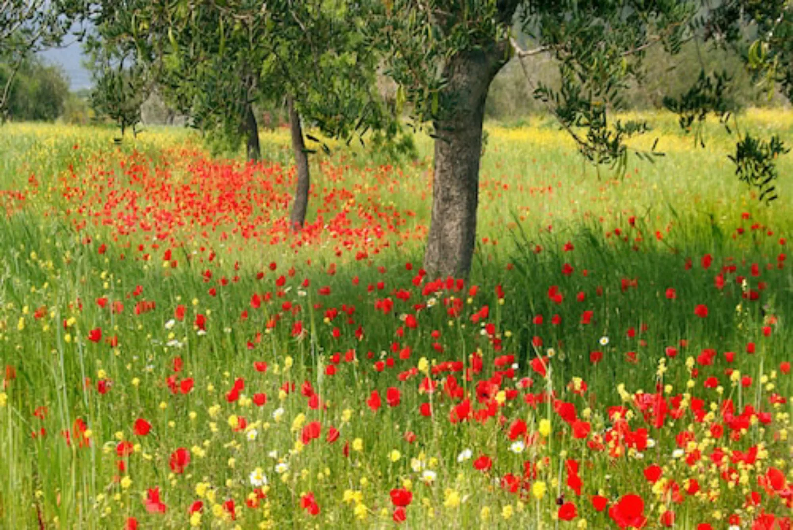 Papermoon Fototapete »Blumenwiese« günstig online kaufen