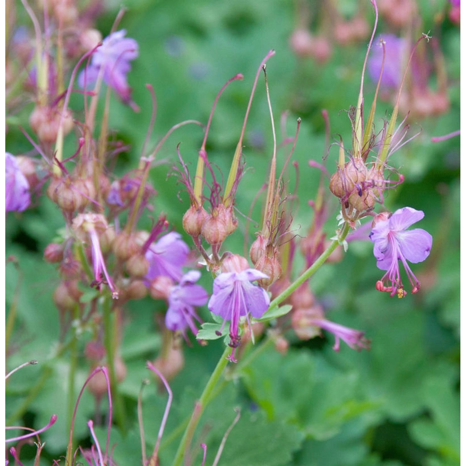 Balkanstorchschnabel Camce - Geranium macrorrhizum günstig online kaufen