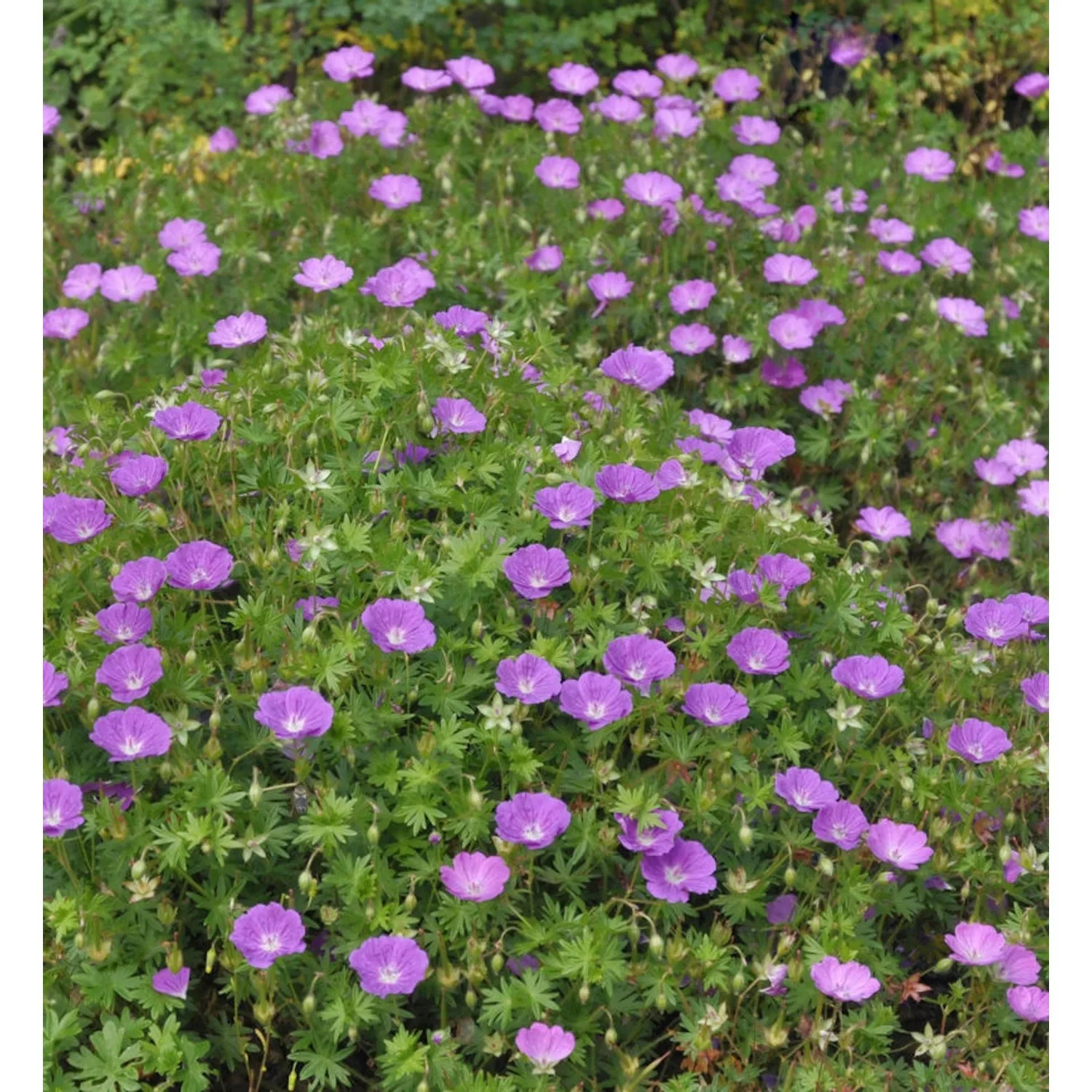 Storchenschnabel Max Frei - Geranium sanguineum günstig online kaufen