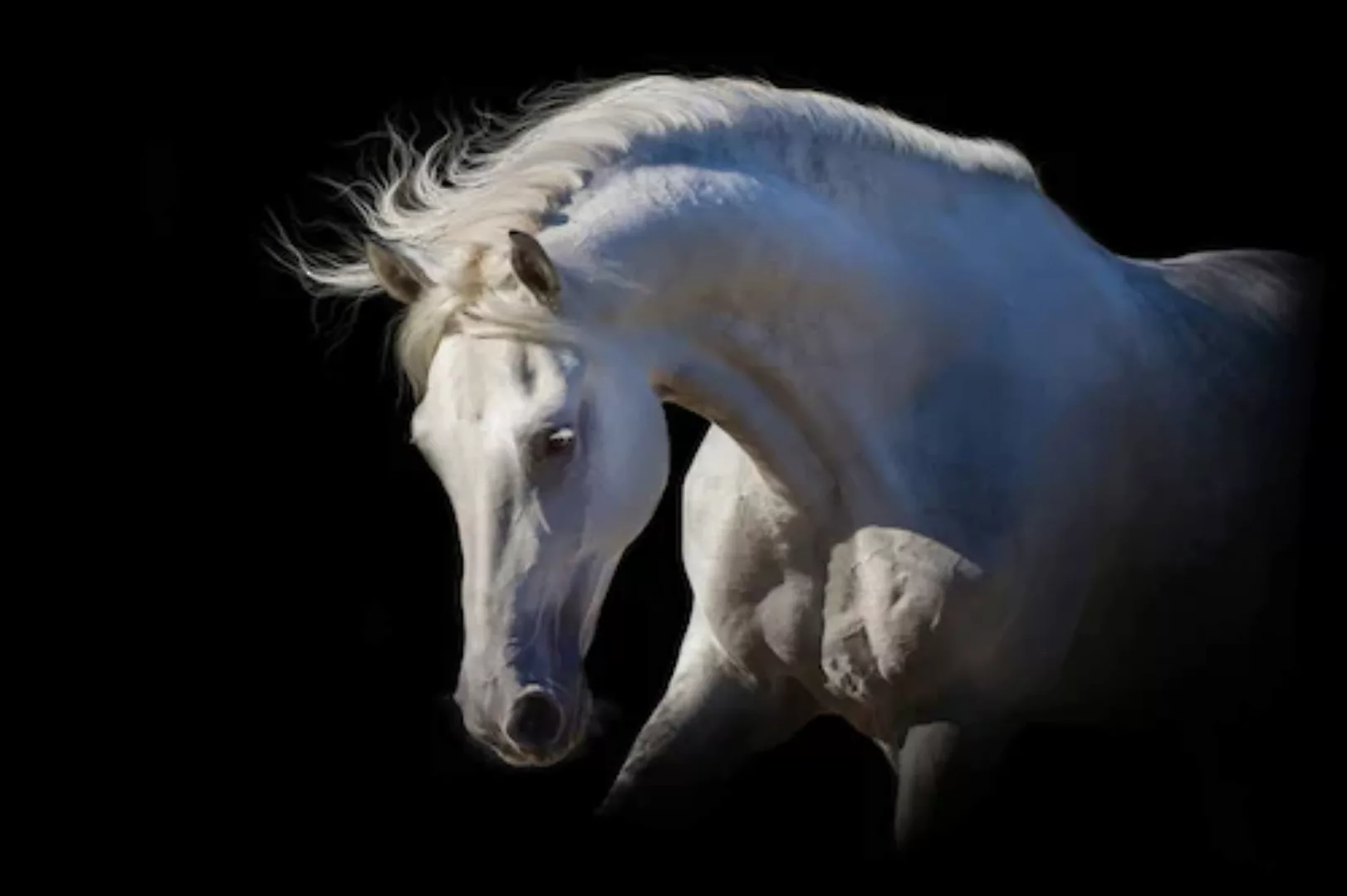 Papermoon Fototapete »Weißes Pferd« günstig online kaufen