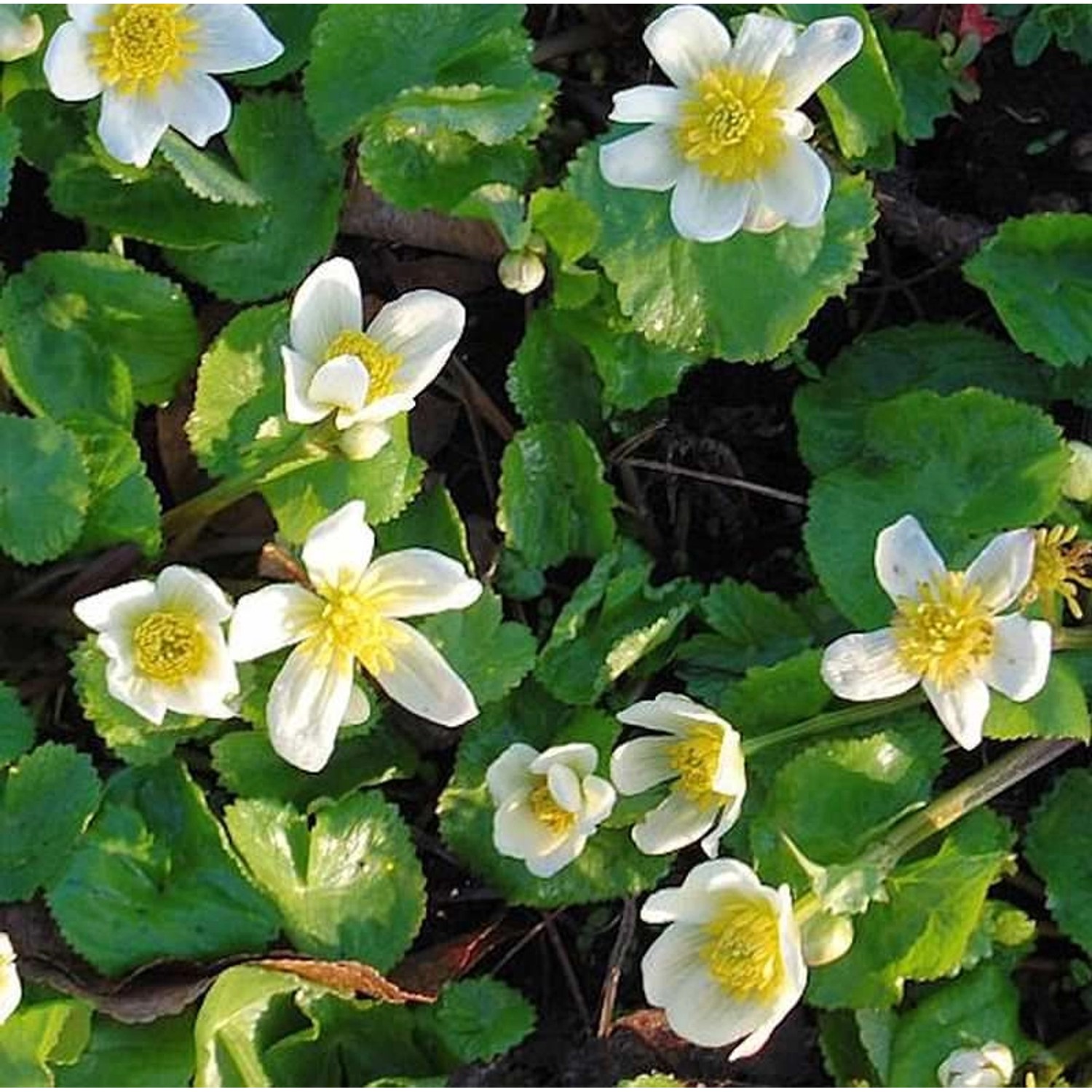 Sumpfdotterblume Alba - Caltha palustris günstig online kaufen