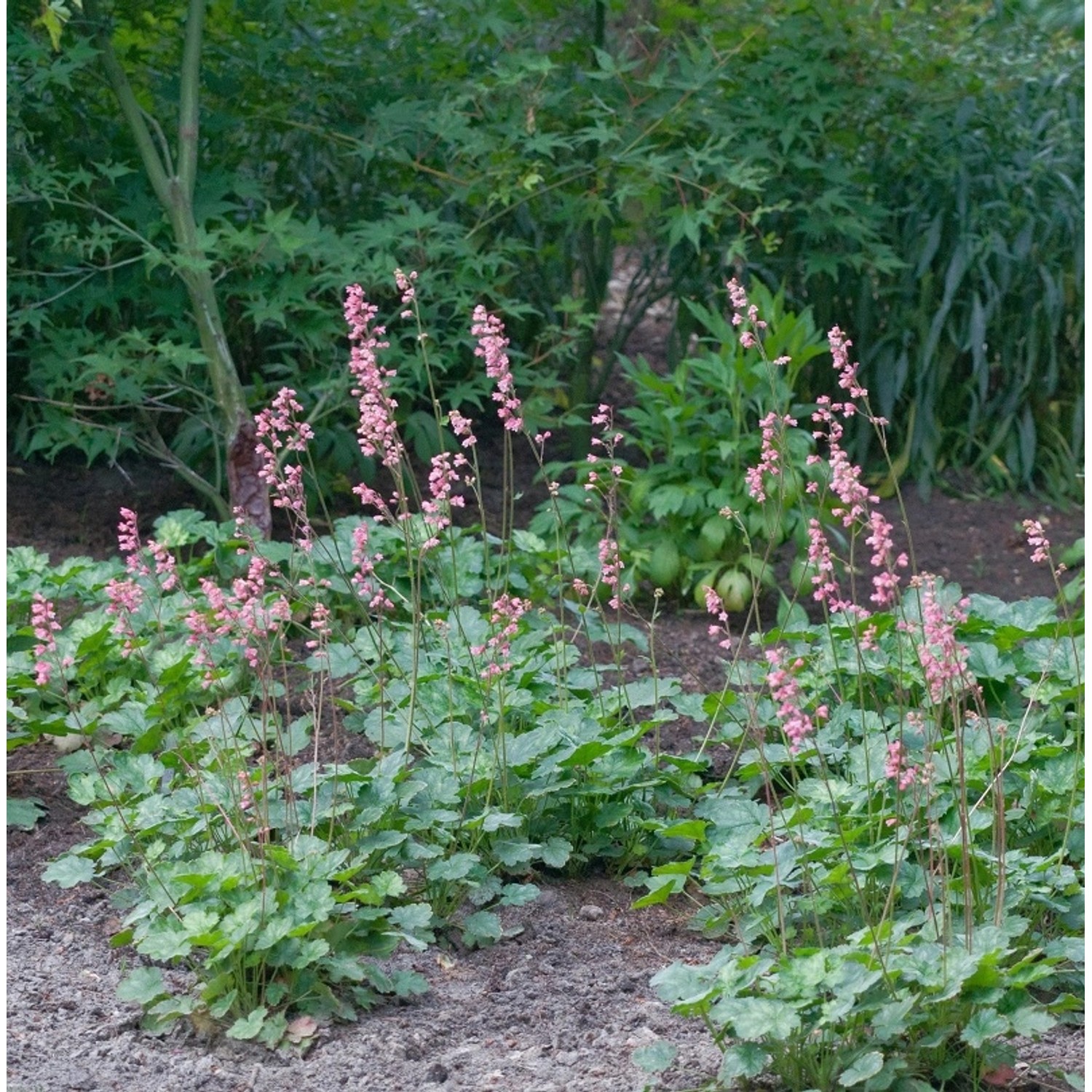 Niedliches Silberglöckchen - Heuchera pulchella günstig online kaufen