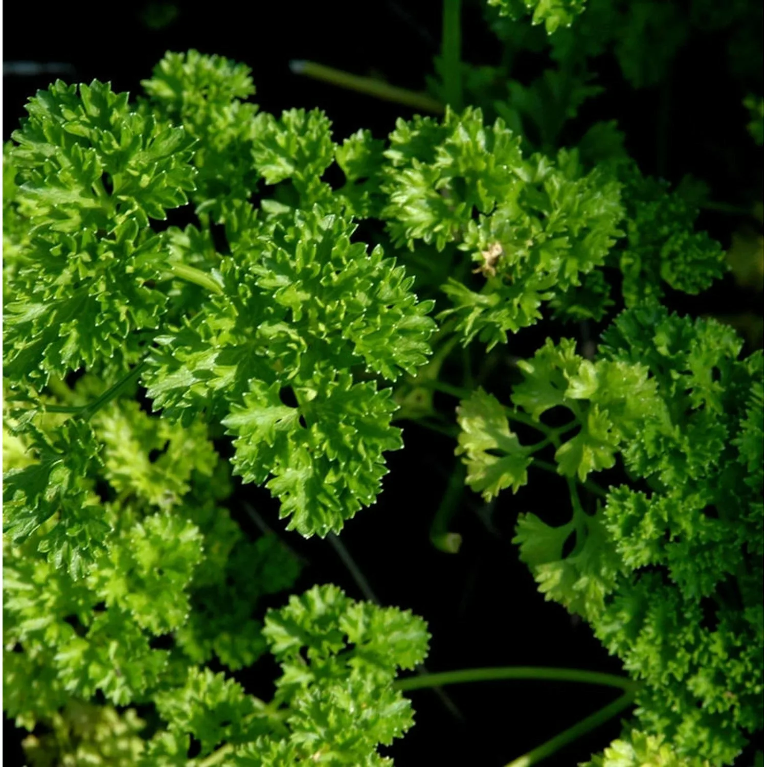 Krause Petersilie - Petroselinum crispum günstig online kaufen