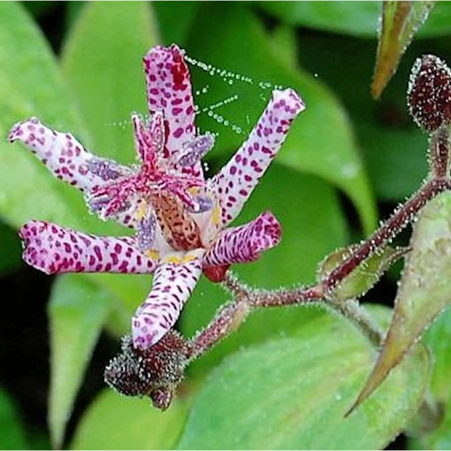 Violette Krötenlilie Dark Beauty - Tricyrtis formosana günstig online kaufen