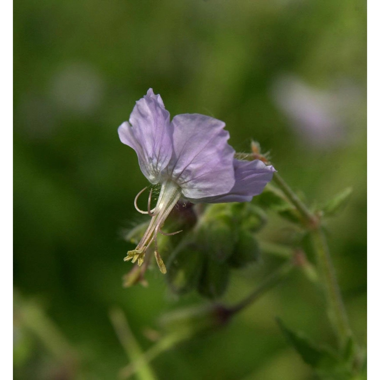 Storchschnabel Salome - Geranium günstig online kaufen