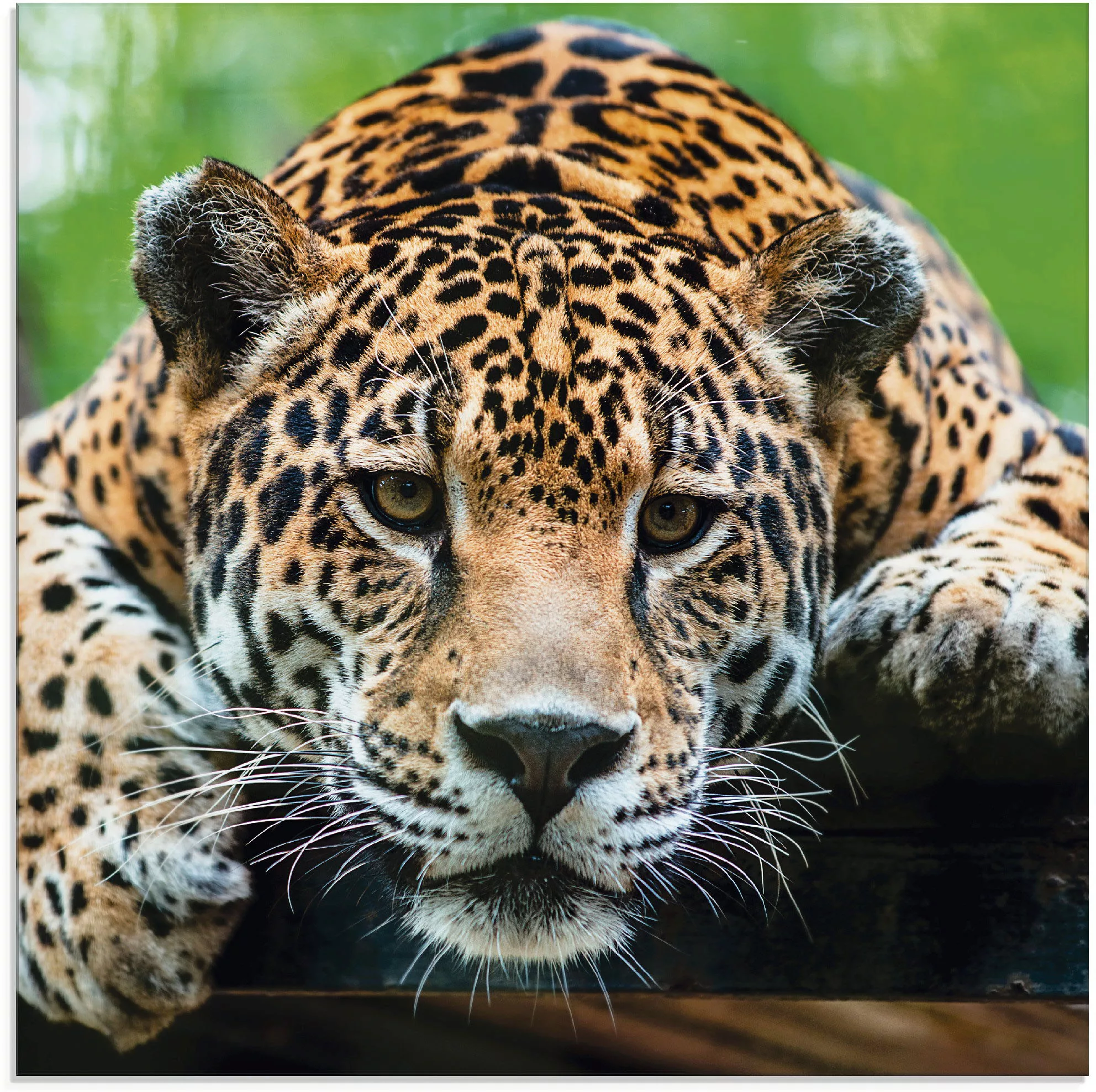 Artland Glasbild "Südamerikanischer Jaguar", Wildtiere, (1 St.) günstig online kaufen
