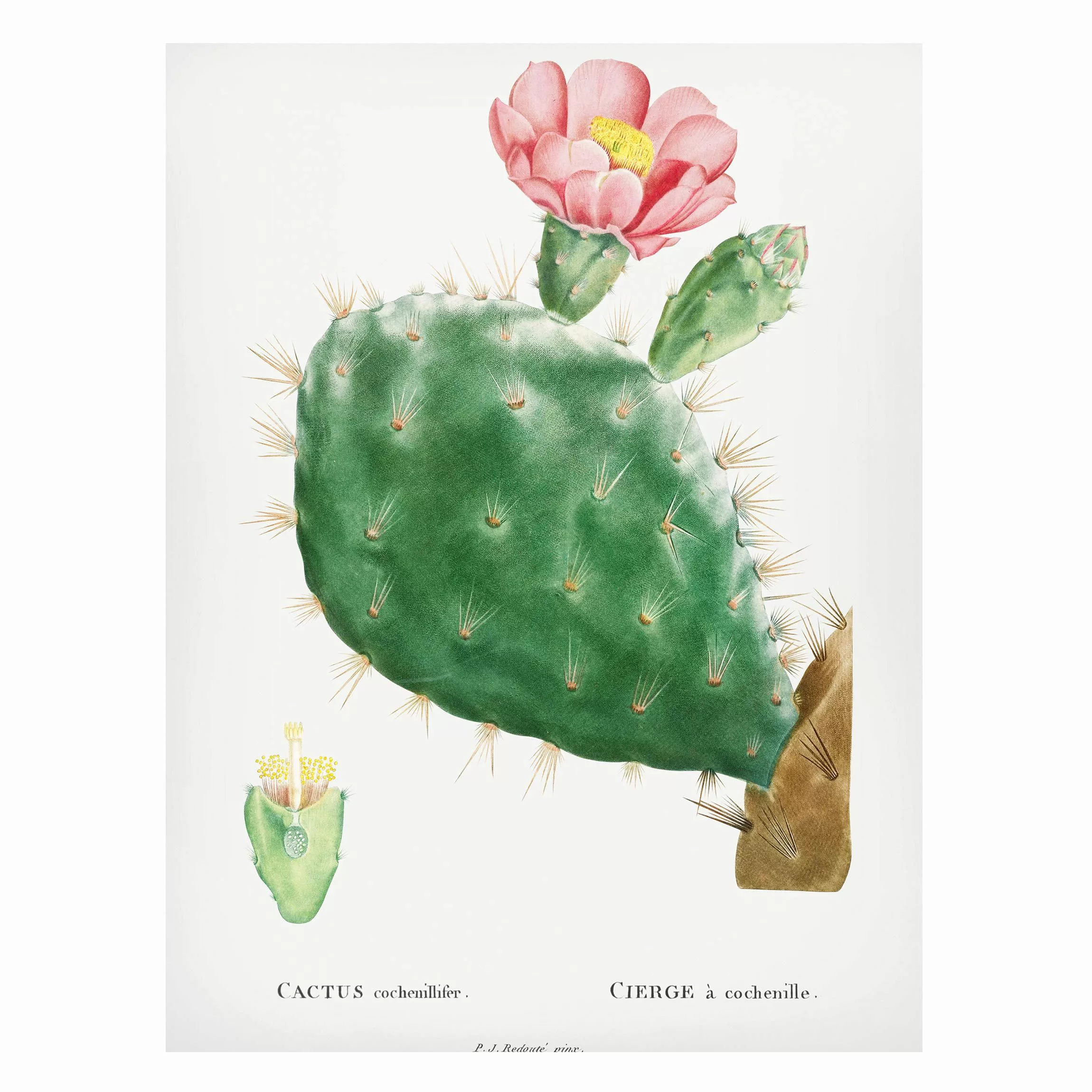 Magnettafel Blumen - Hochformat 3:4 Botanik Vintage Illustration Kaktus Ros günstig online kaufen