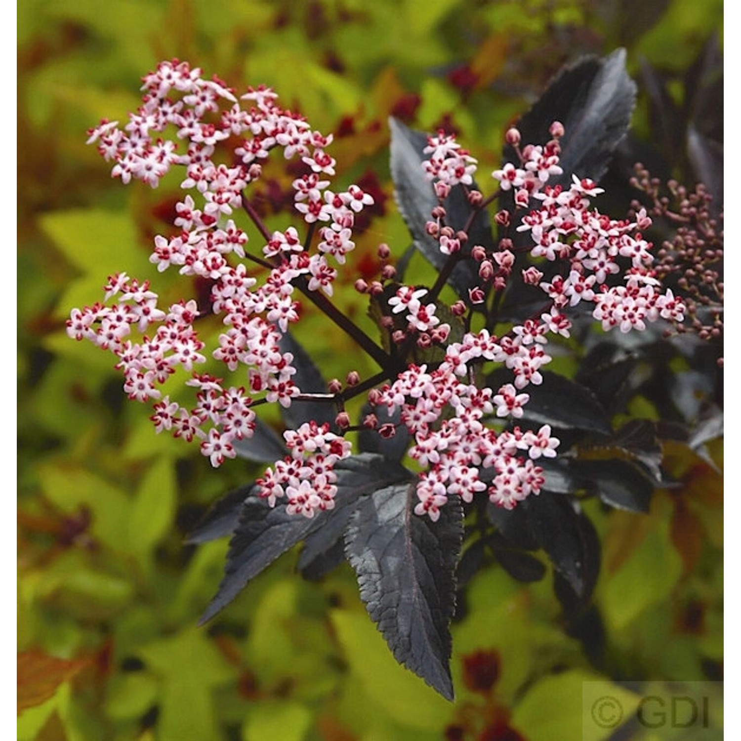 Schwarzer Holunder Black Beauty 60-80cm - Sambucus nigra günstig online kaufen