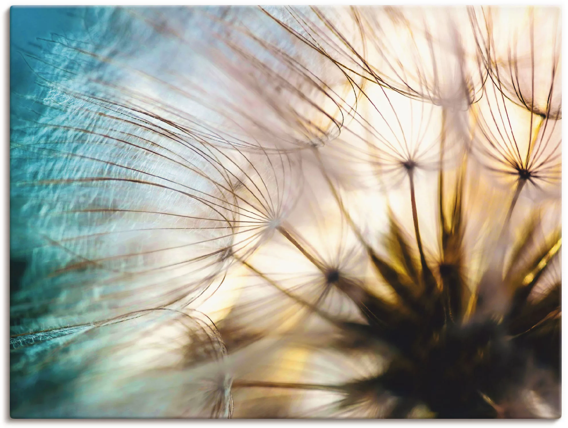 Artland Wandbild "Pusteblume Makro abstrakt", Blumen, (1 St.), als Alubild, günstig online kaufen