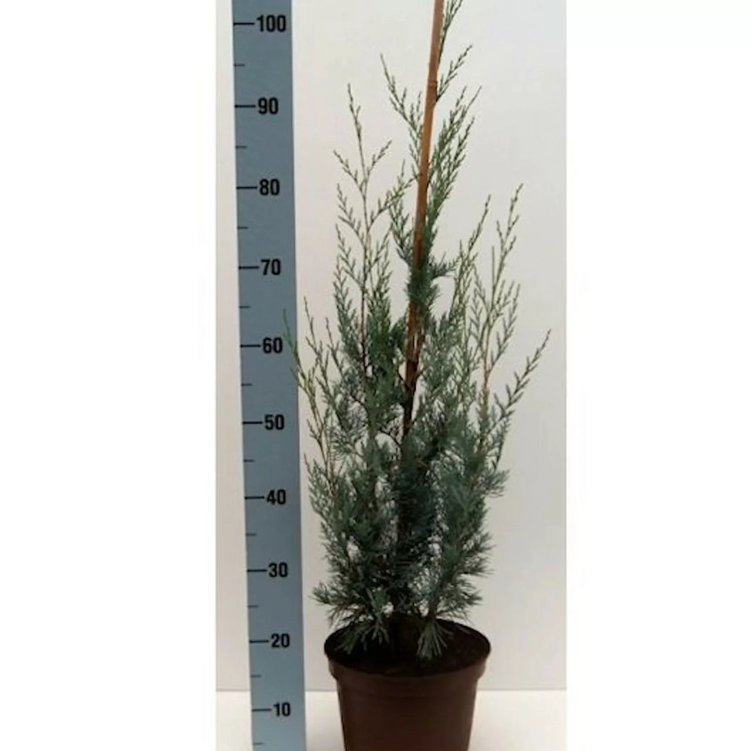 Kegel Wacholder Blue Heaven 60-80cm - Juniperus scopulorum günstig online kaufen