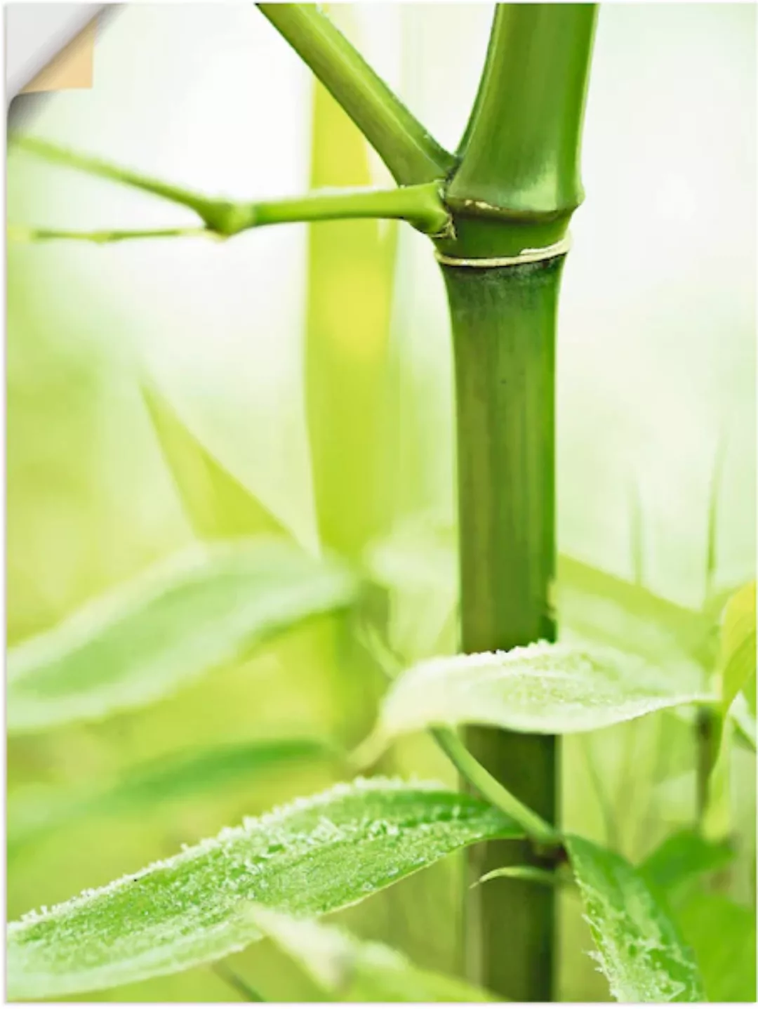 Artland Wandfolie »Bambus Zweig«, Gräser, (1 St.), selbstklebend günstig online kaufen
