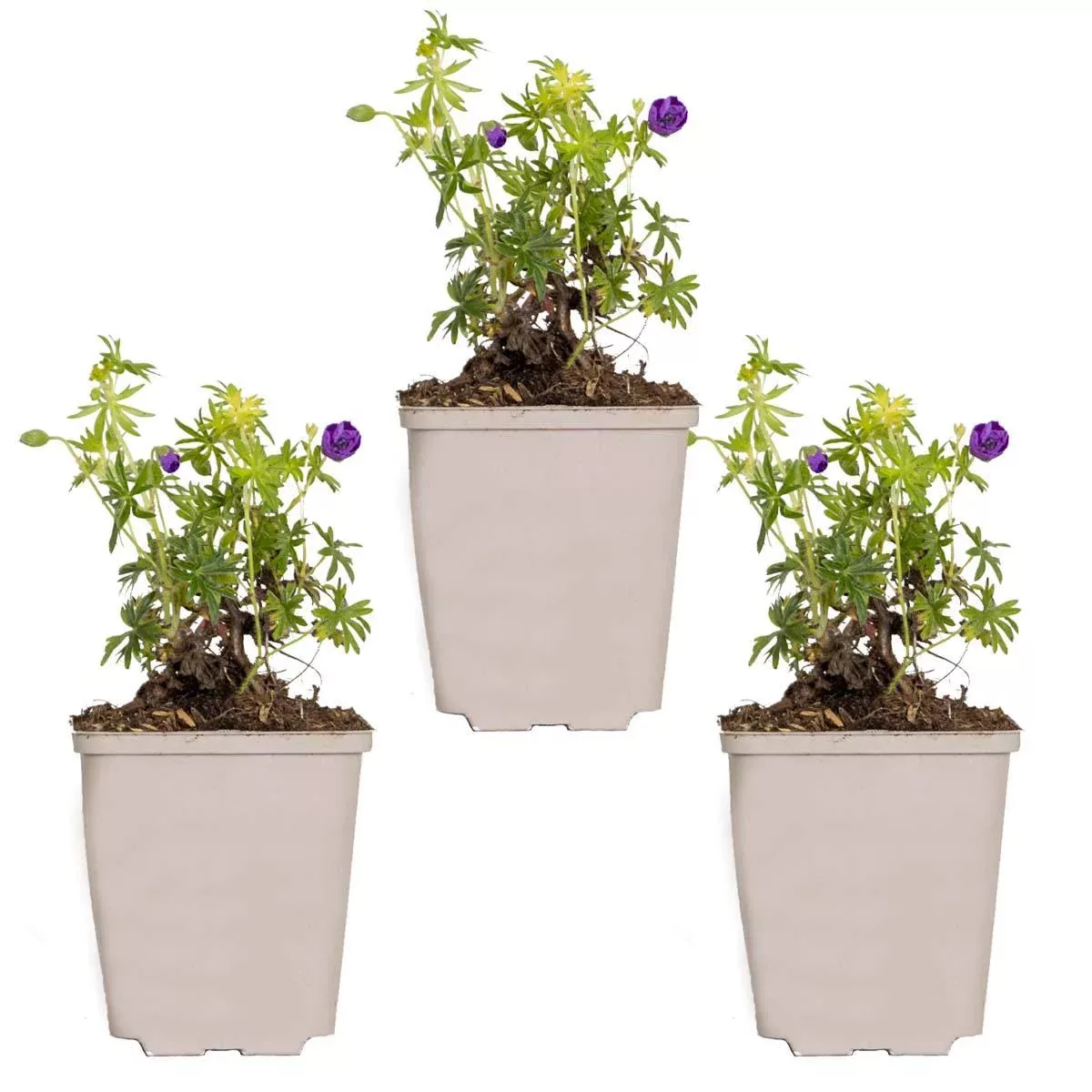 Casa Caron | 3er Set Geranium Sanguineum günstig online kaufen