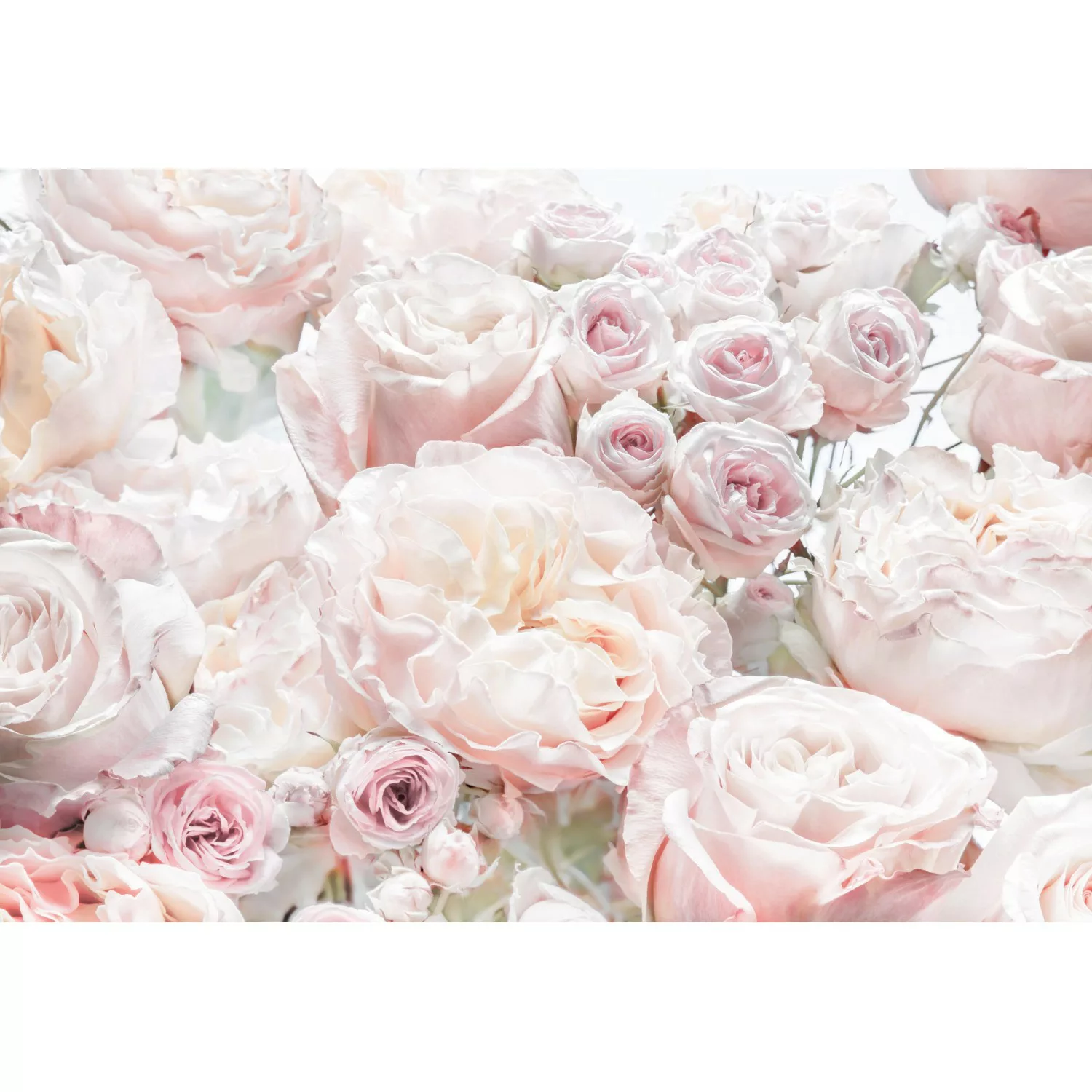 Komar Fototapete Spring Roses  368 x 254 cm günstig online kaufen