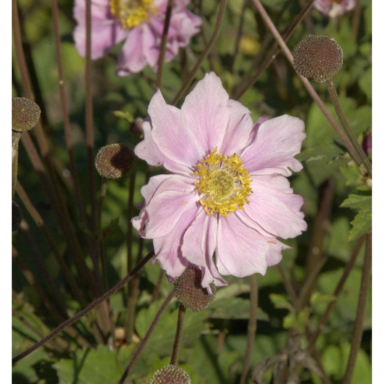 Herbstanemone Königin Charlotte - Anemone japonica günstig online kaufen