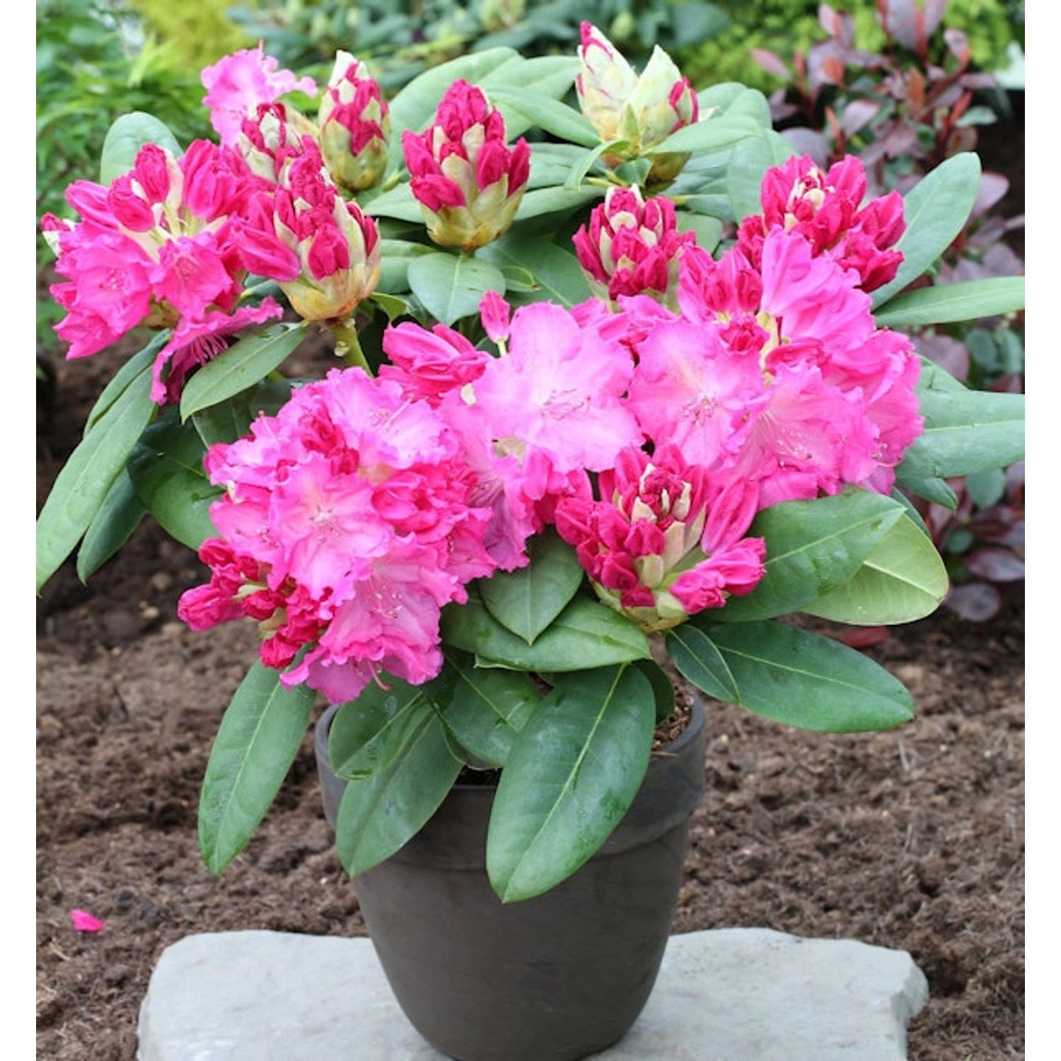 Großblumige Rhododendron Germania 30-40cm - Alpenrose günstig online kaufen