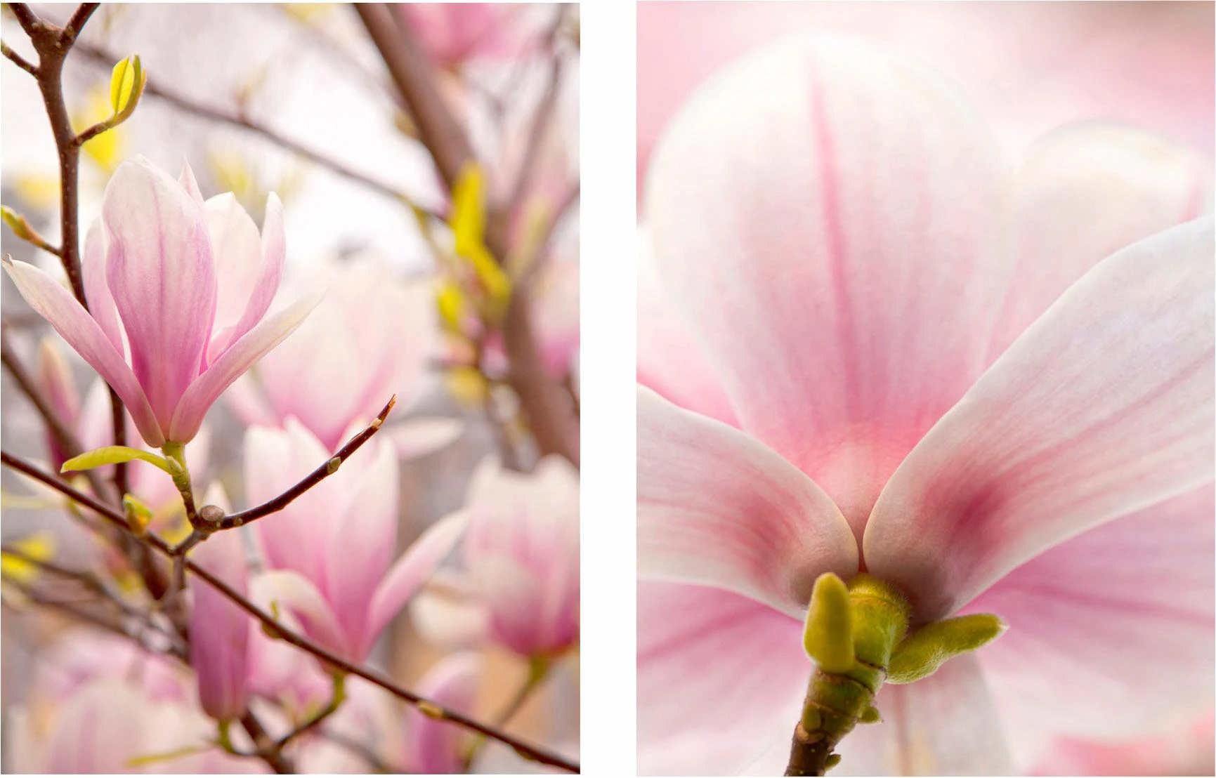 Creativ home Bild "Magnolien", (Set, 2 St.), 2er Set günstig online kaufen