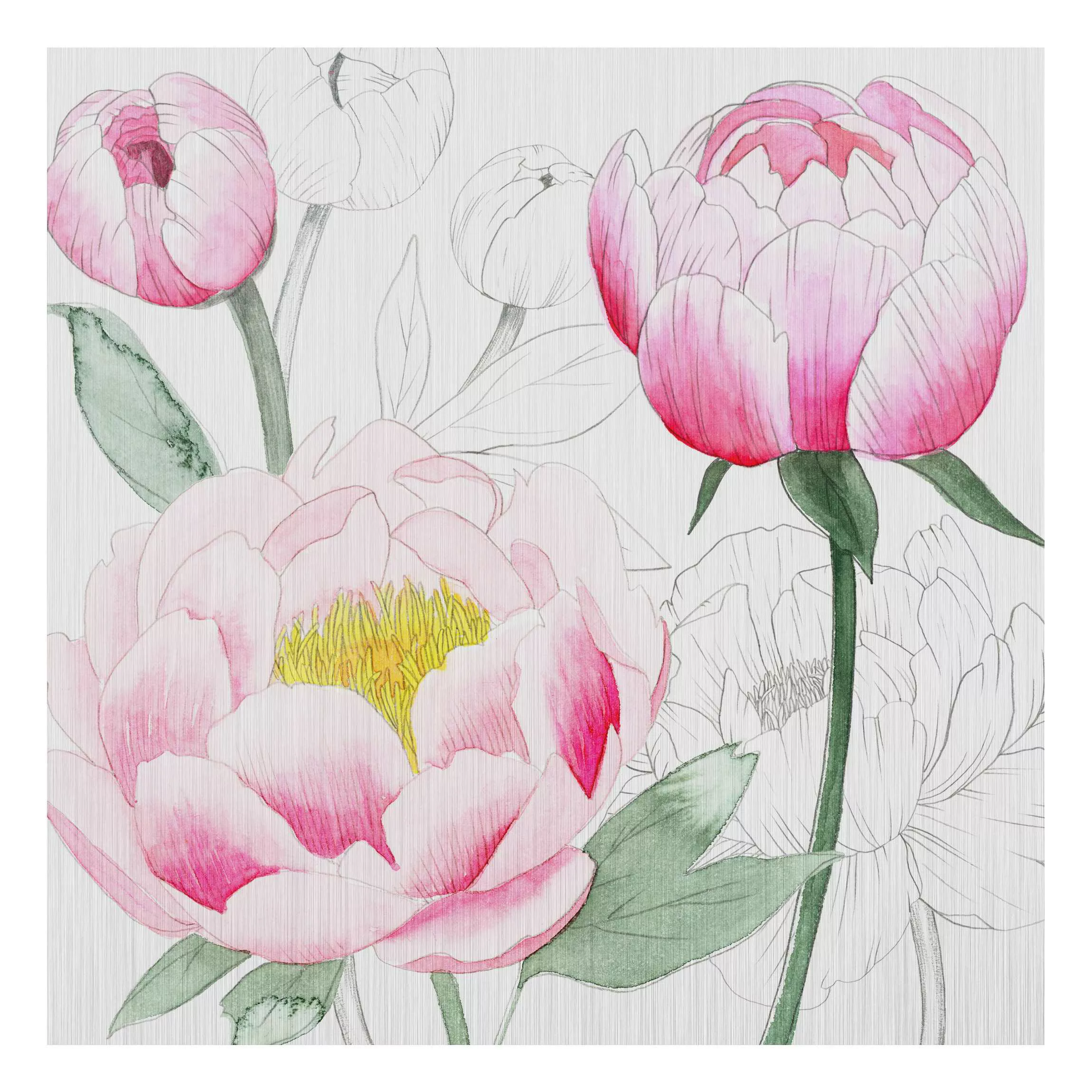 Alu-Dibond Bild Blumen - Quadrat Zeichnung Rosa Päonien II günstig online kaufen