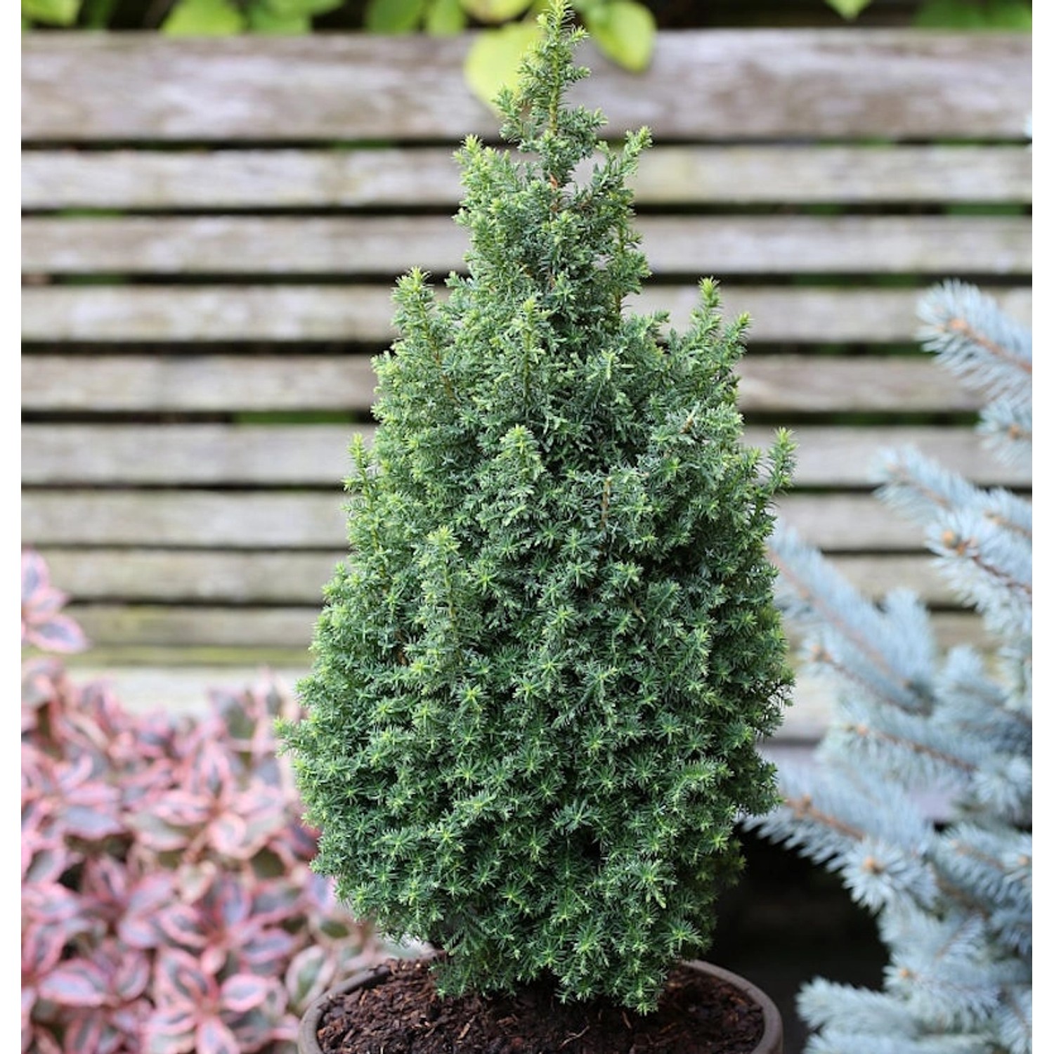 Kegelzypresse Top Point 30-40cm - Chamaecyparis thyoides günstig online kaufen