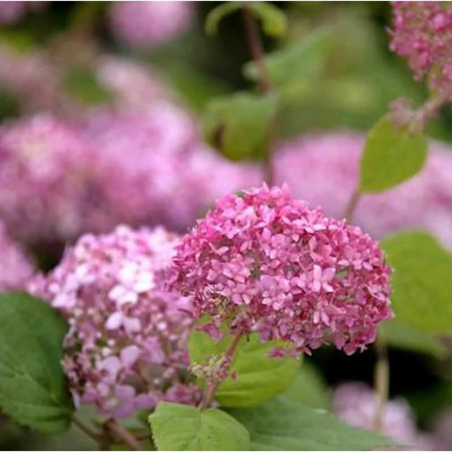 Ballhortensie Pink Annabelle 40-60cm - Hydrangea arborescens günstig online kaufen