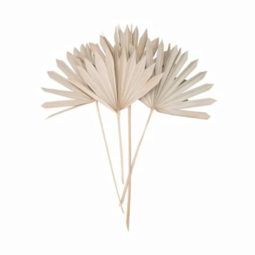 FLOWER MARKET Trockenblumen Palmblatt Länge 60cm günstig online kaufen