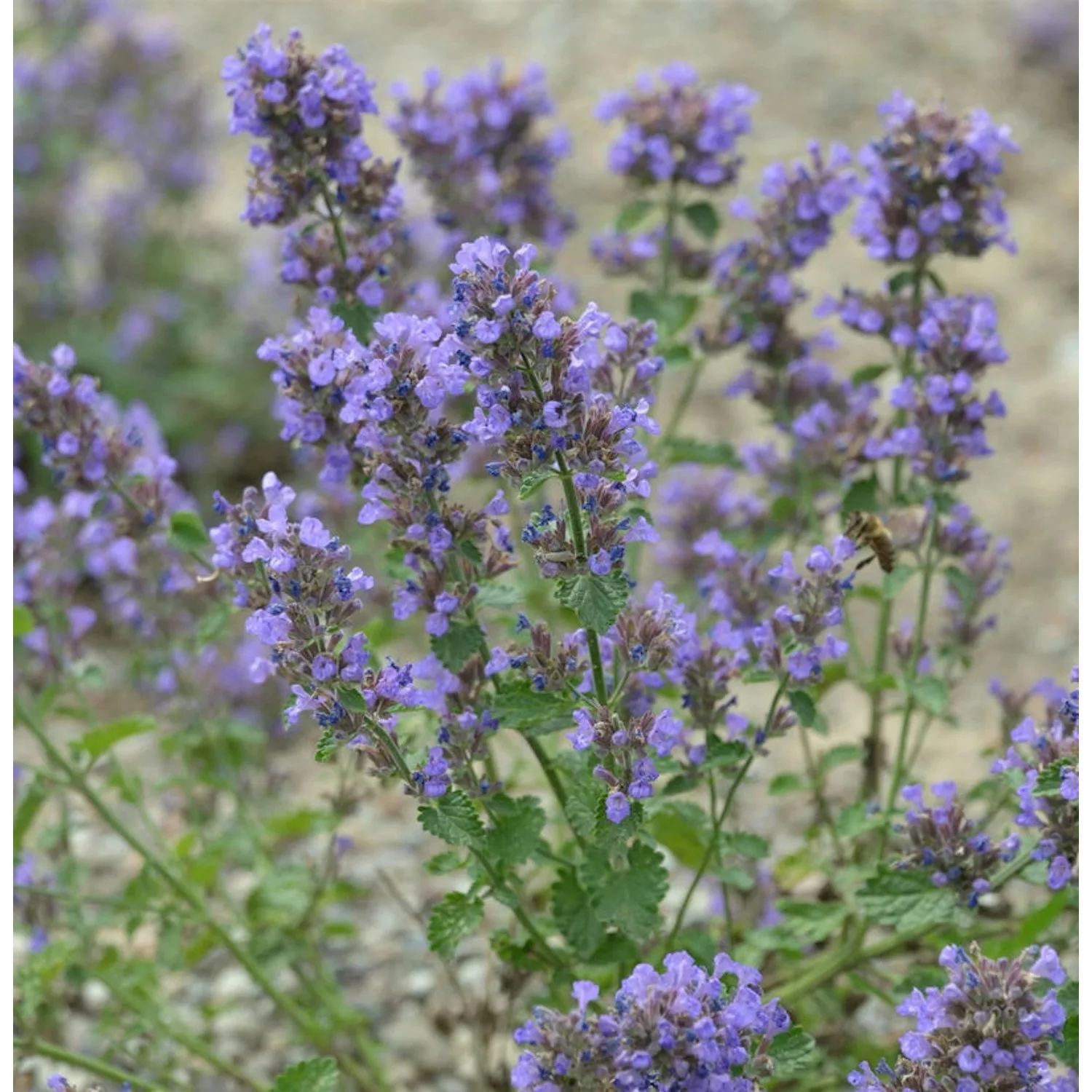 Katzenminze Blauknirps - Nepeta faassenii günstig online kaufen