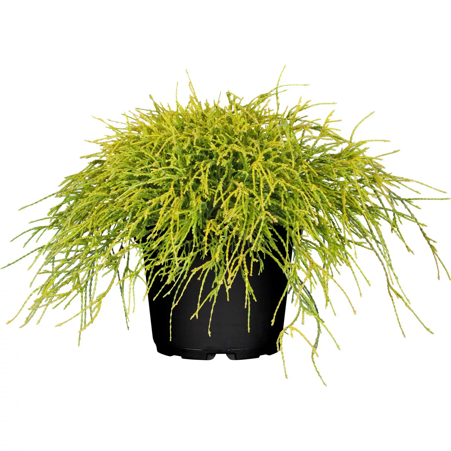 OBI Faden-Zypresse Filifera Sungold Gelb Höhe ca. 5 - 10 cm Topf ca. 2 l günstig online kaufen