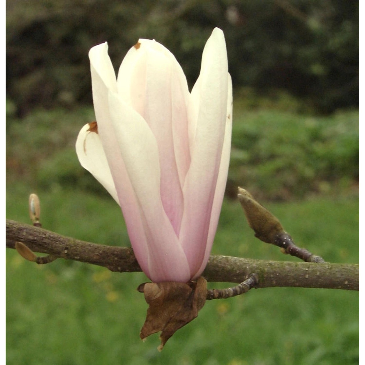 Hochstamm Magnolie Sunsation 100-125cm - Magnolia günstig online kaufen